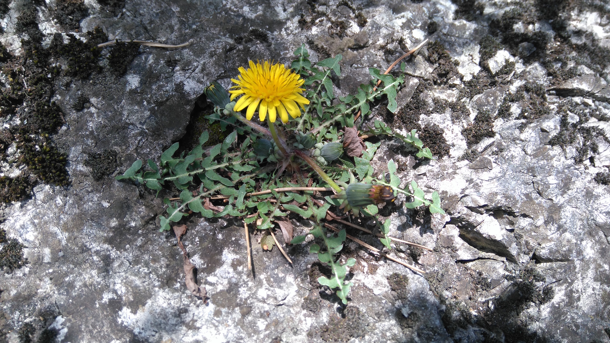 taraxacum cf. sect. erythrosperma_7750.JPG