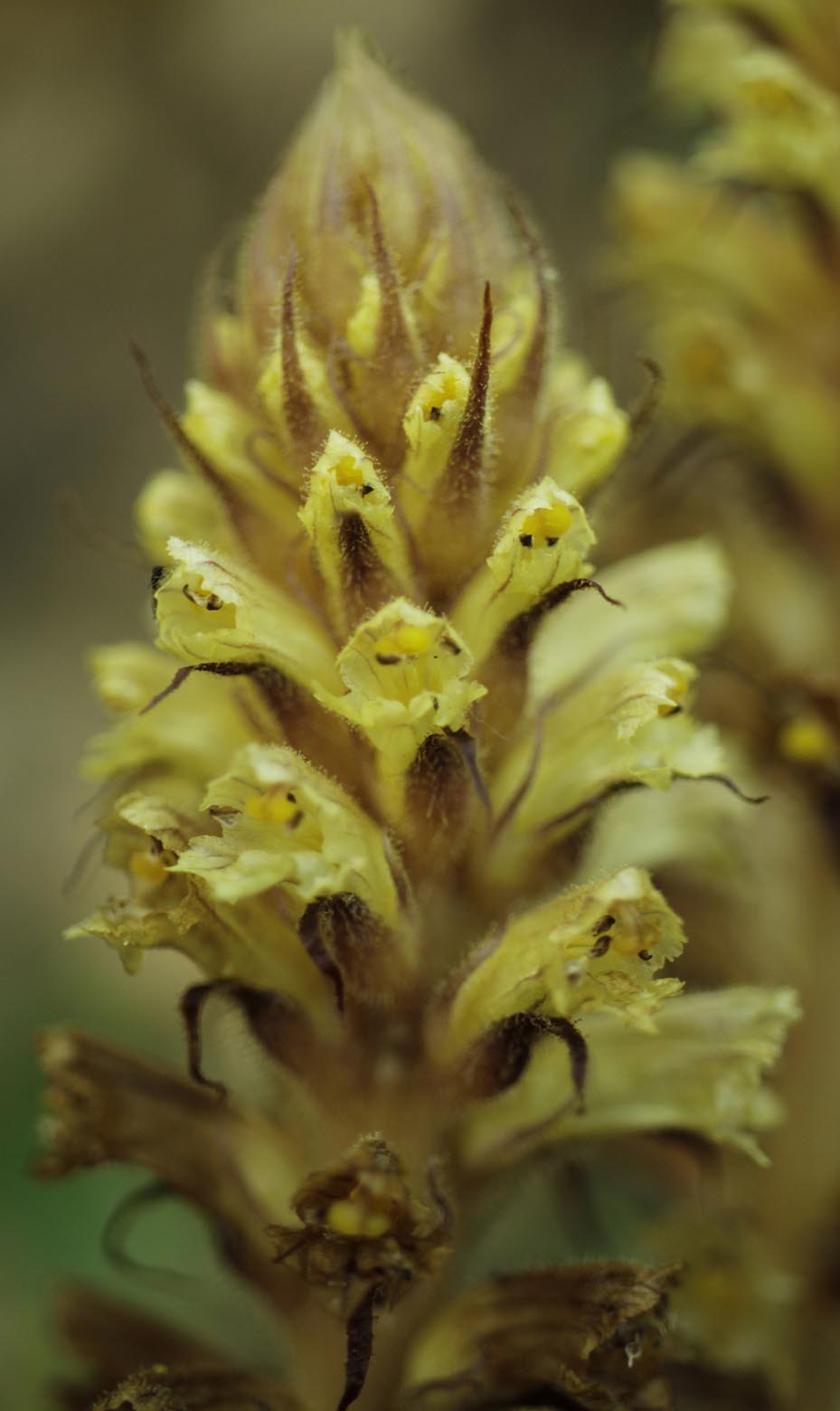 orobanche cf hederae kl 21-0092 (3).jpg