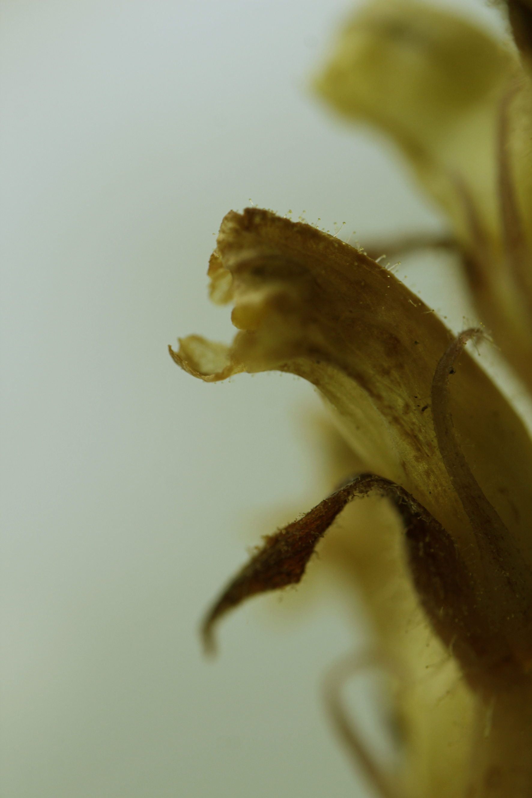 orobanche cf hederae kl 21-0092 (5).jpg