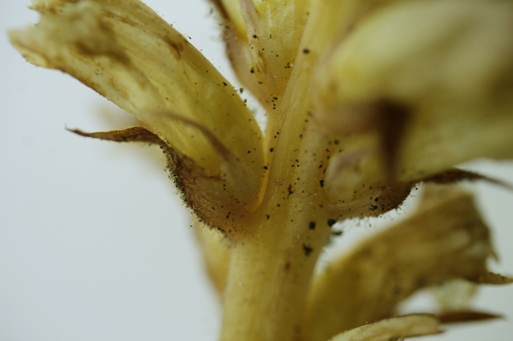 orobanche cf hederae kl 21-0092 (6).jpg