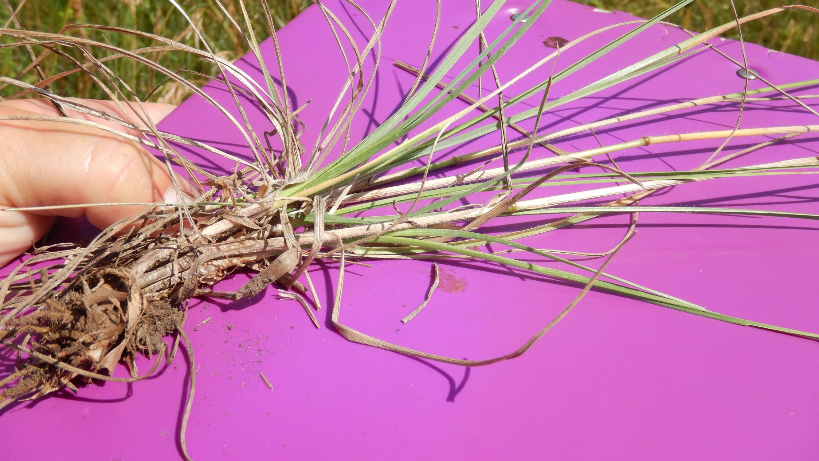 DSCN9195 avenula pratensis, NO-leithagebirge, 2021-06-25.JPG