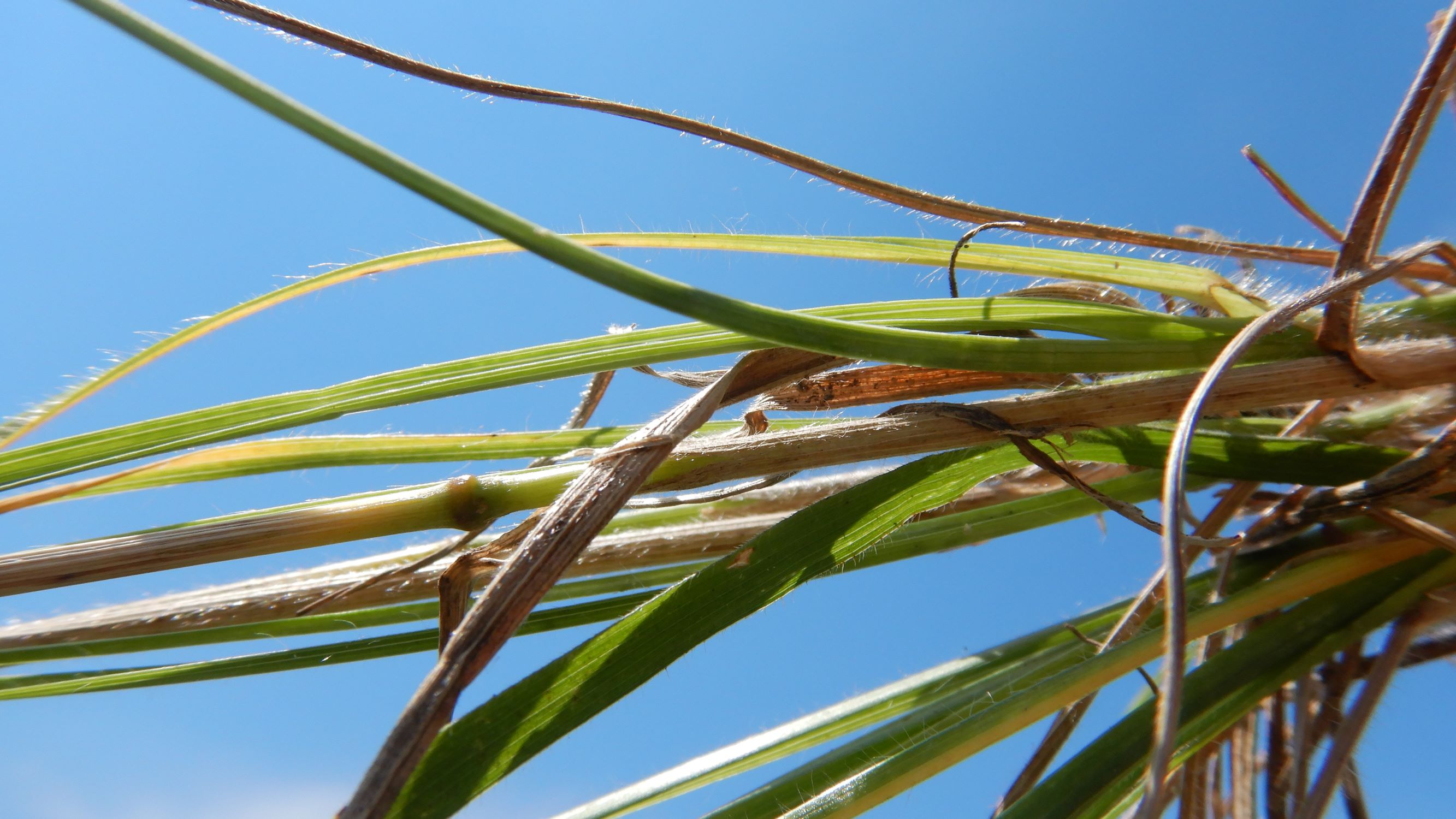 DSCN9200 avenula pratensis, NO-leithagebirge, 2021-06-25.JPG
