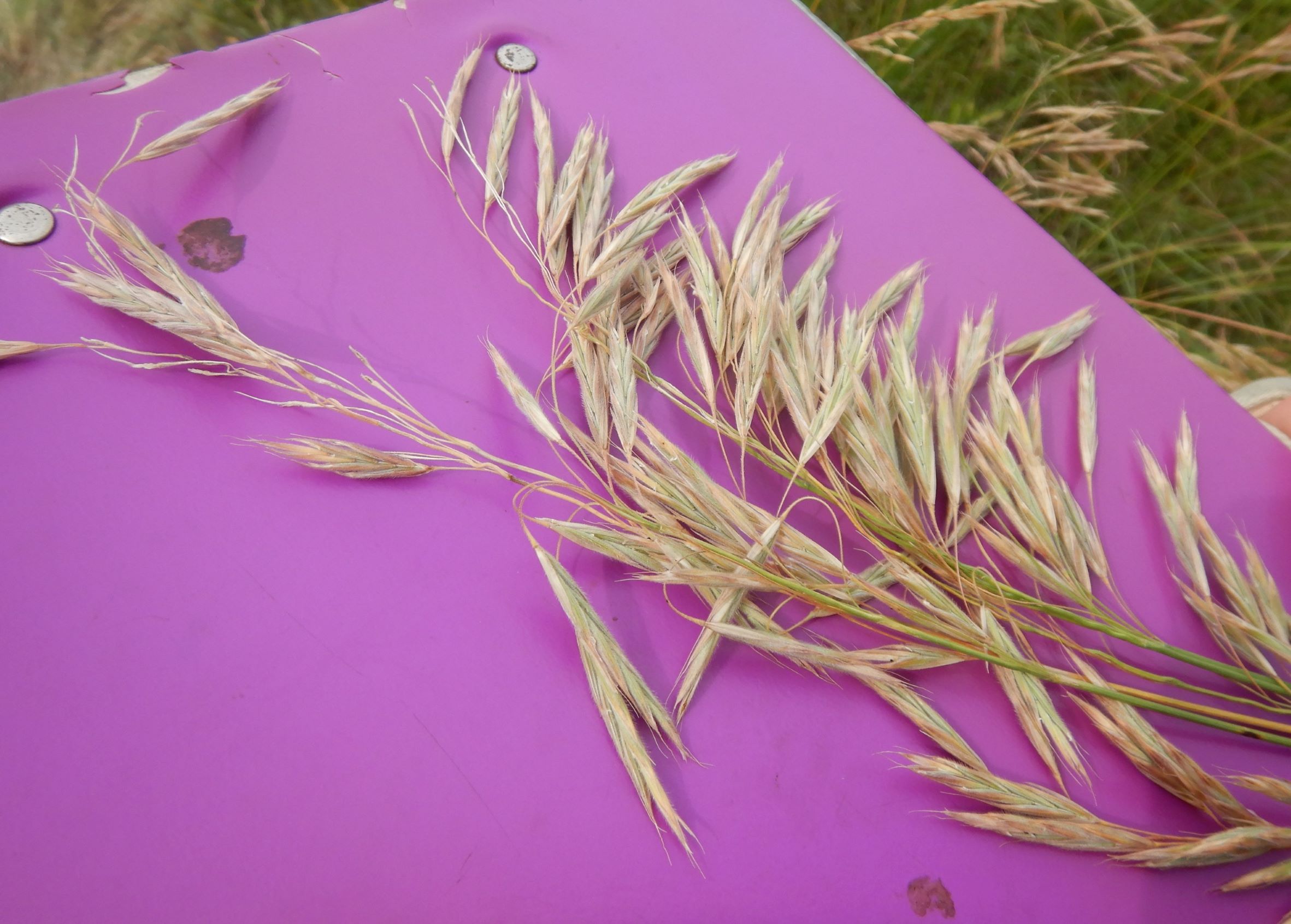 DSCN9328 avenula pratensis, NO-leithagebirge, 2021-06-25.JPG