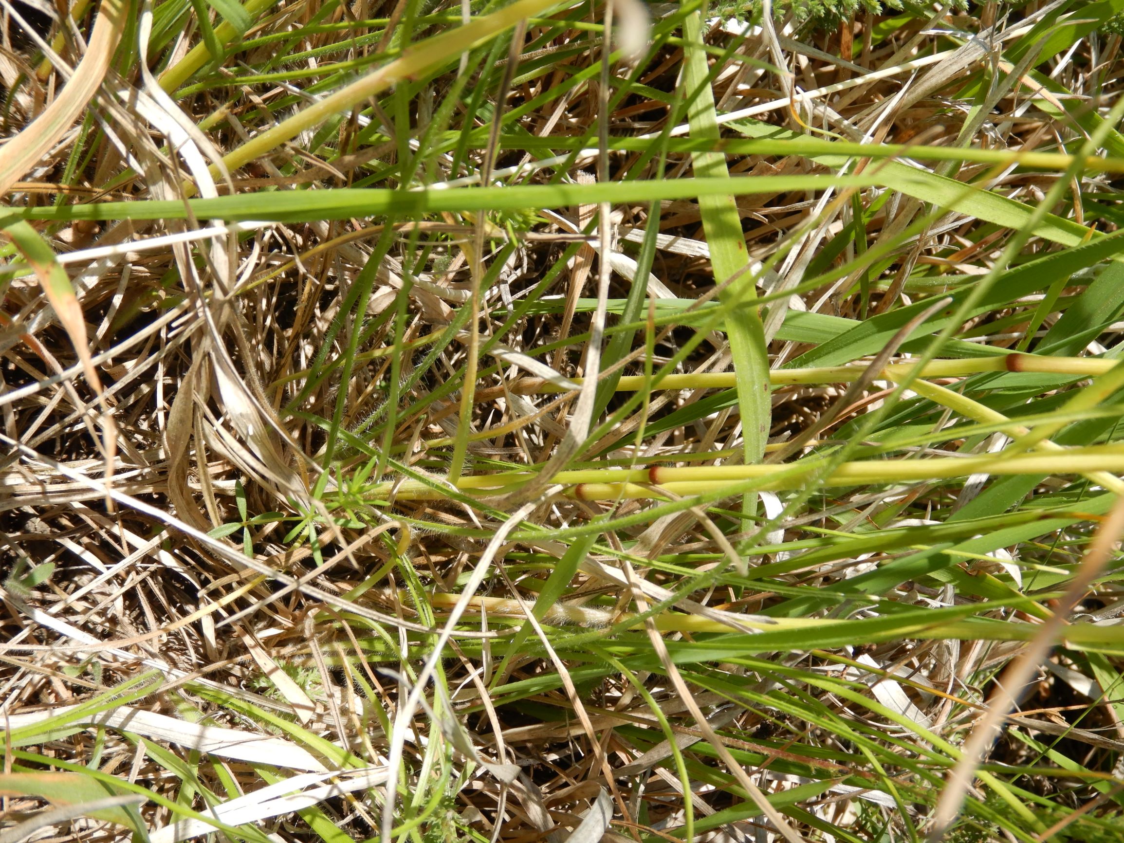 DSCN8716 avenula pratensis, NO-leithagebirge, 2021-06-18.JPG