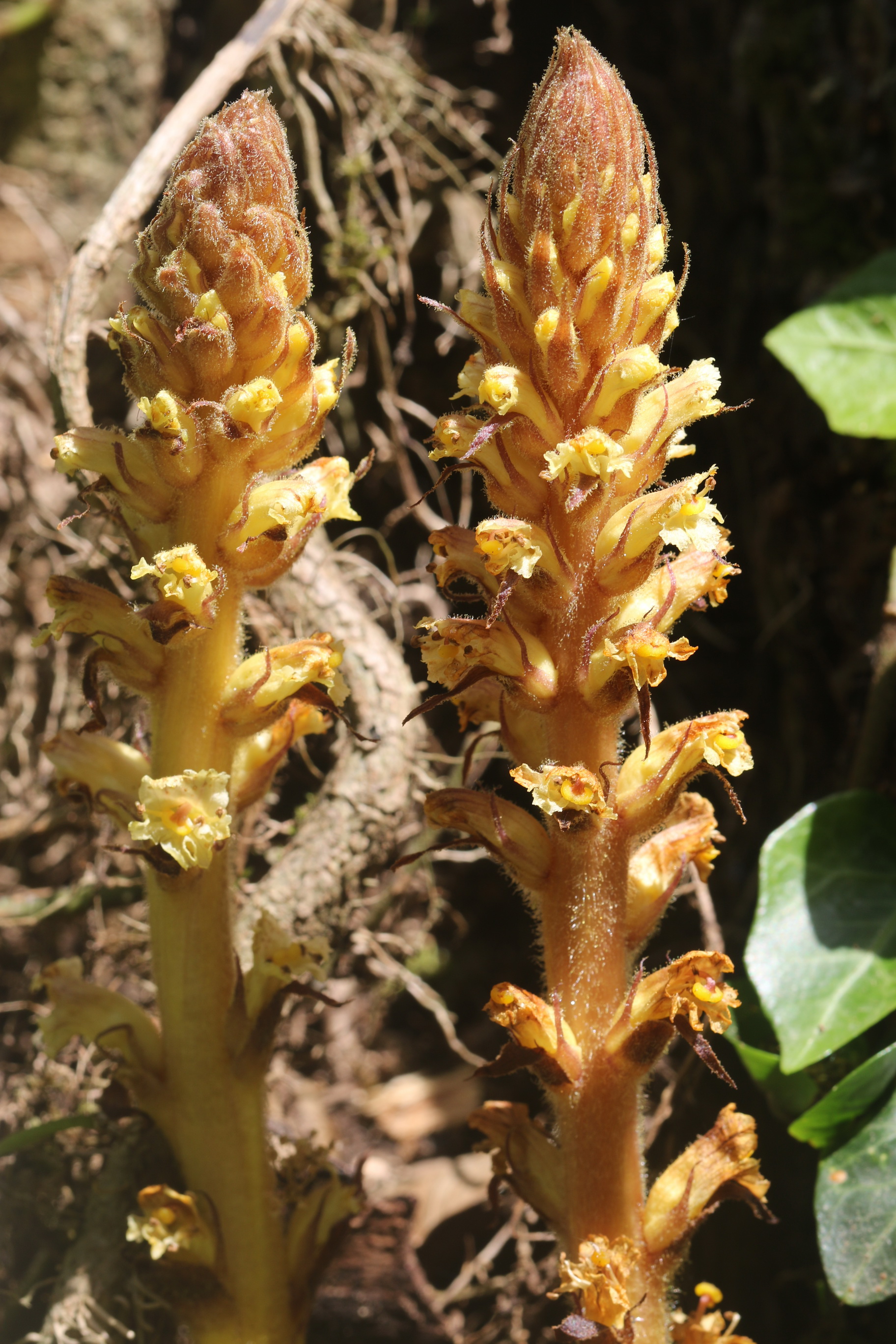 Orobanche.hederae.Iran-Galeroodkhan.Kasp .26.5.19.JPG