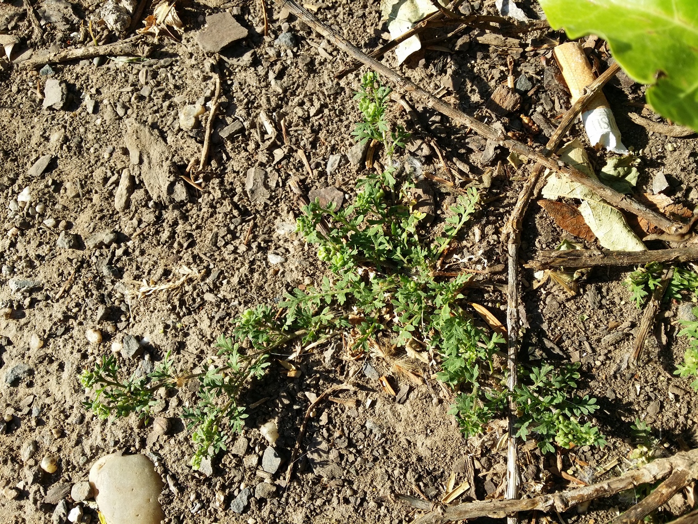 20210630_072439.jpg