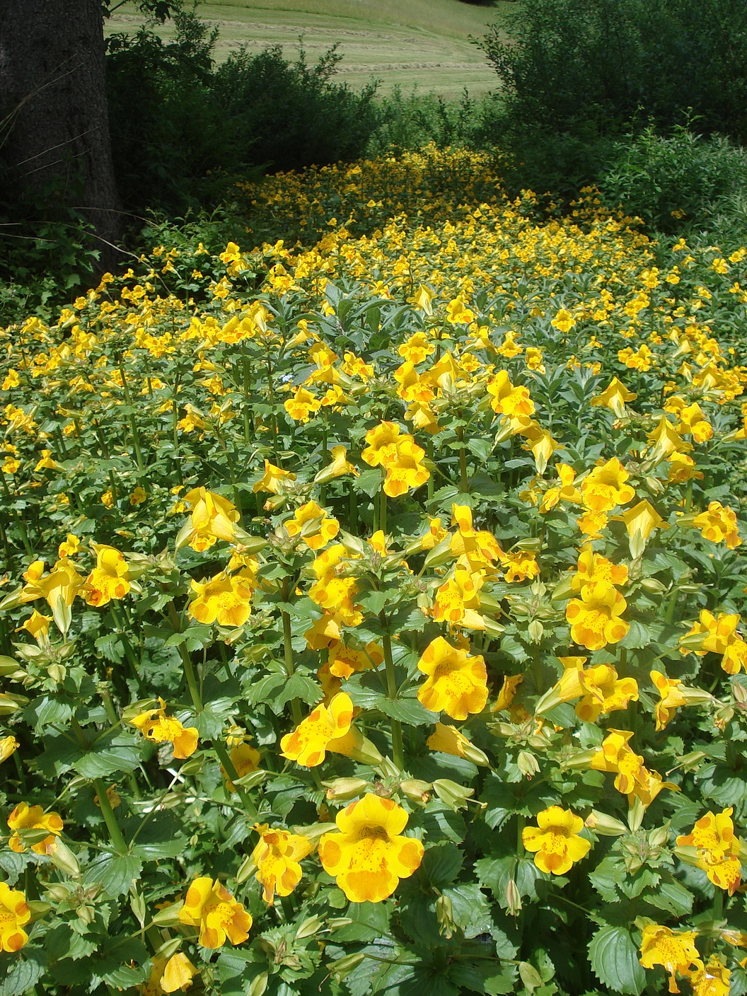 DSC02973.JPG