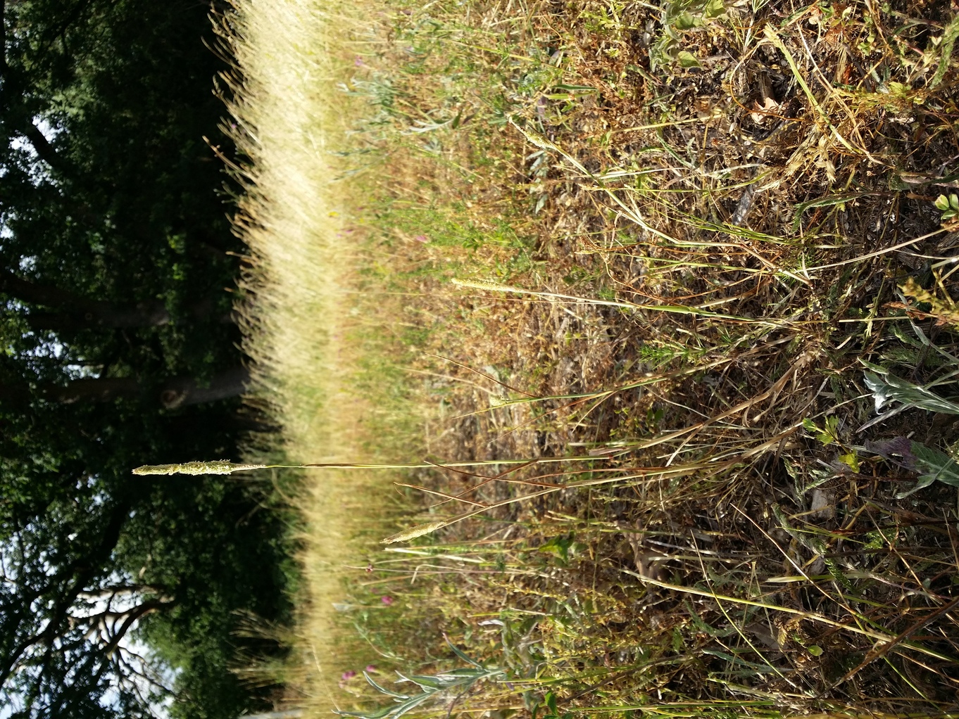 20210701_181731.jpg