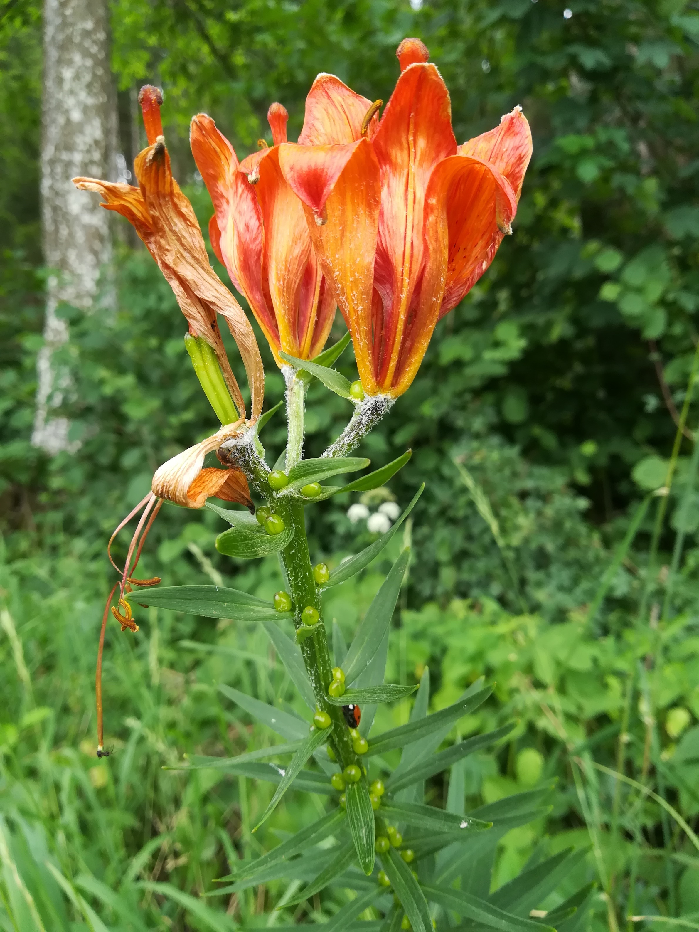 lilium bulbiferum subsp. bulbiferum klein-durlas michelbach nähe hainfeld_20210704_132758.jpg