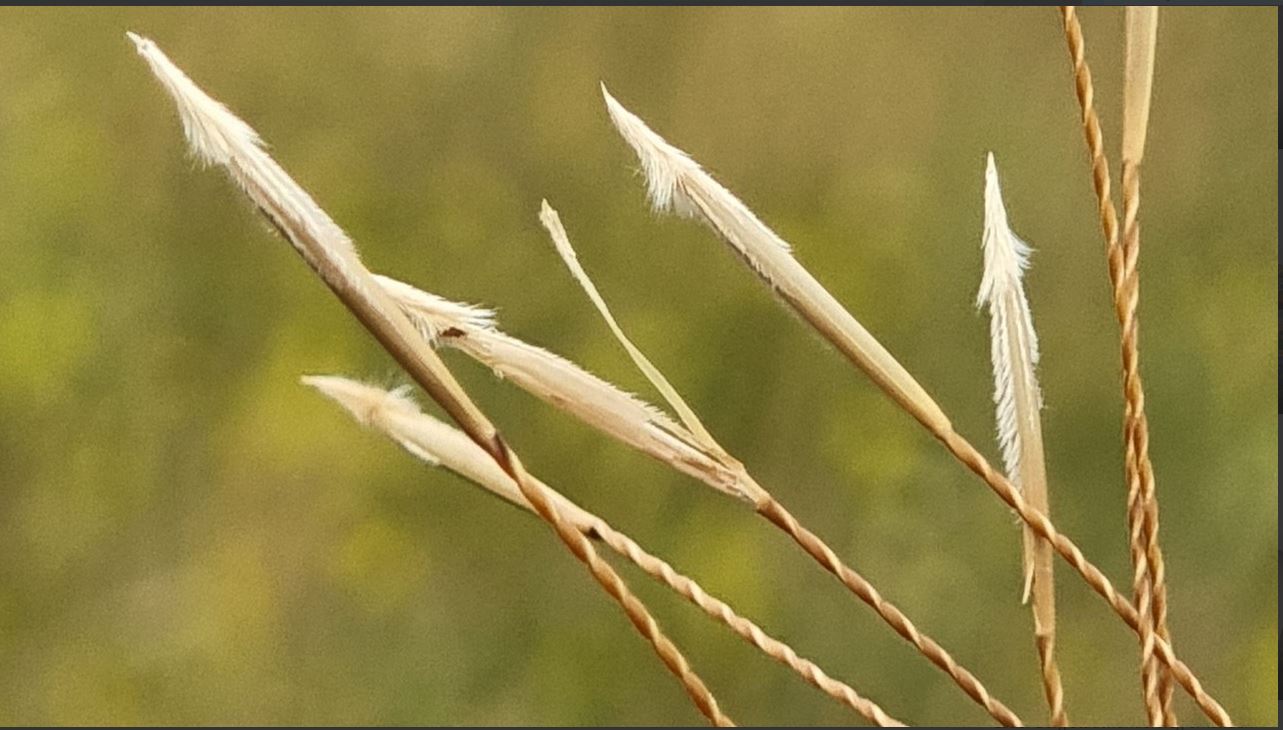 Stipa tirsa foto von Hubert Kretschmer.JPG