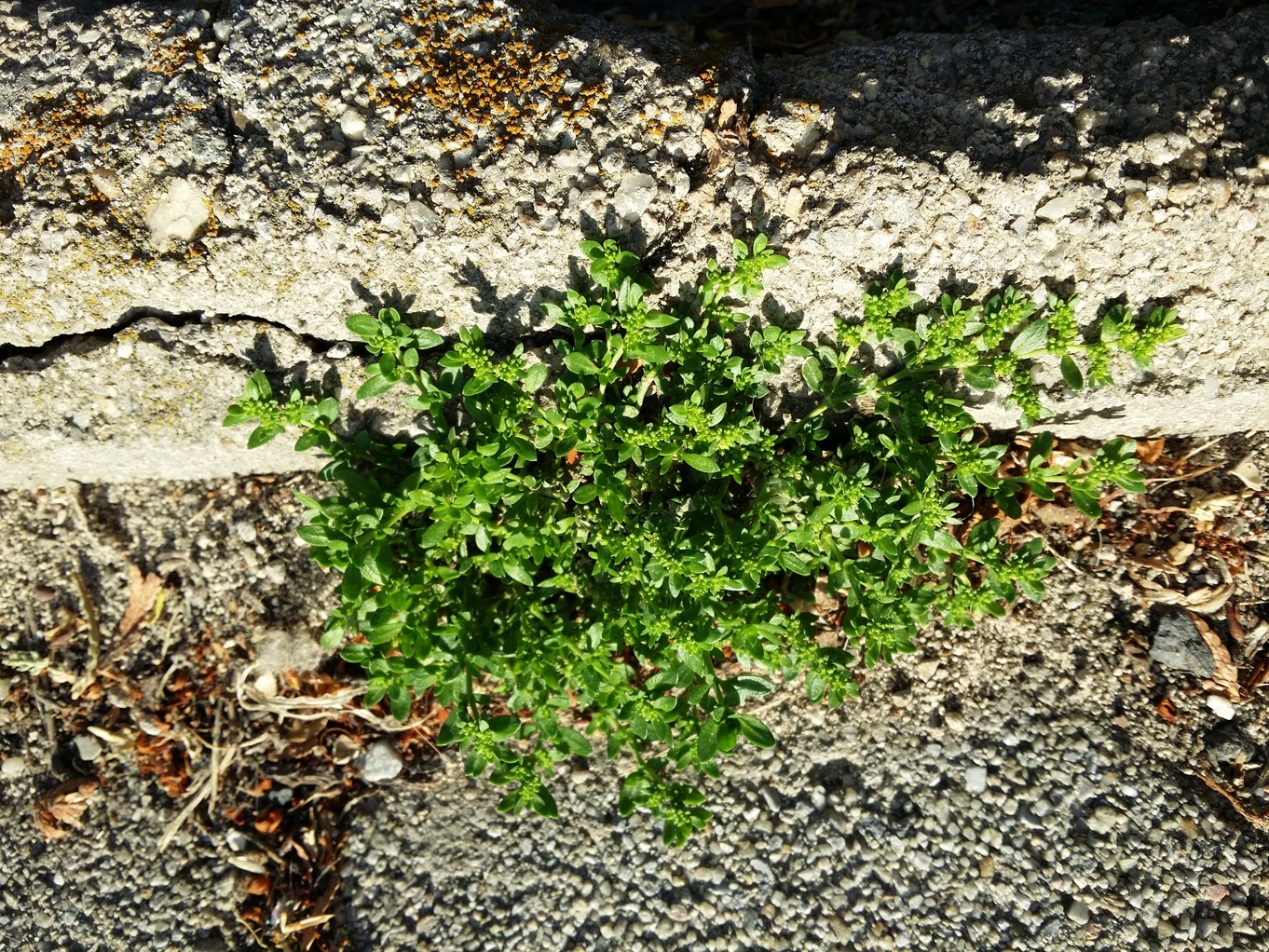 20210705_191232.jpg