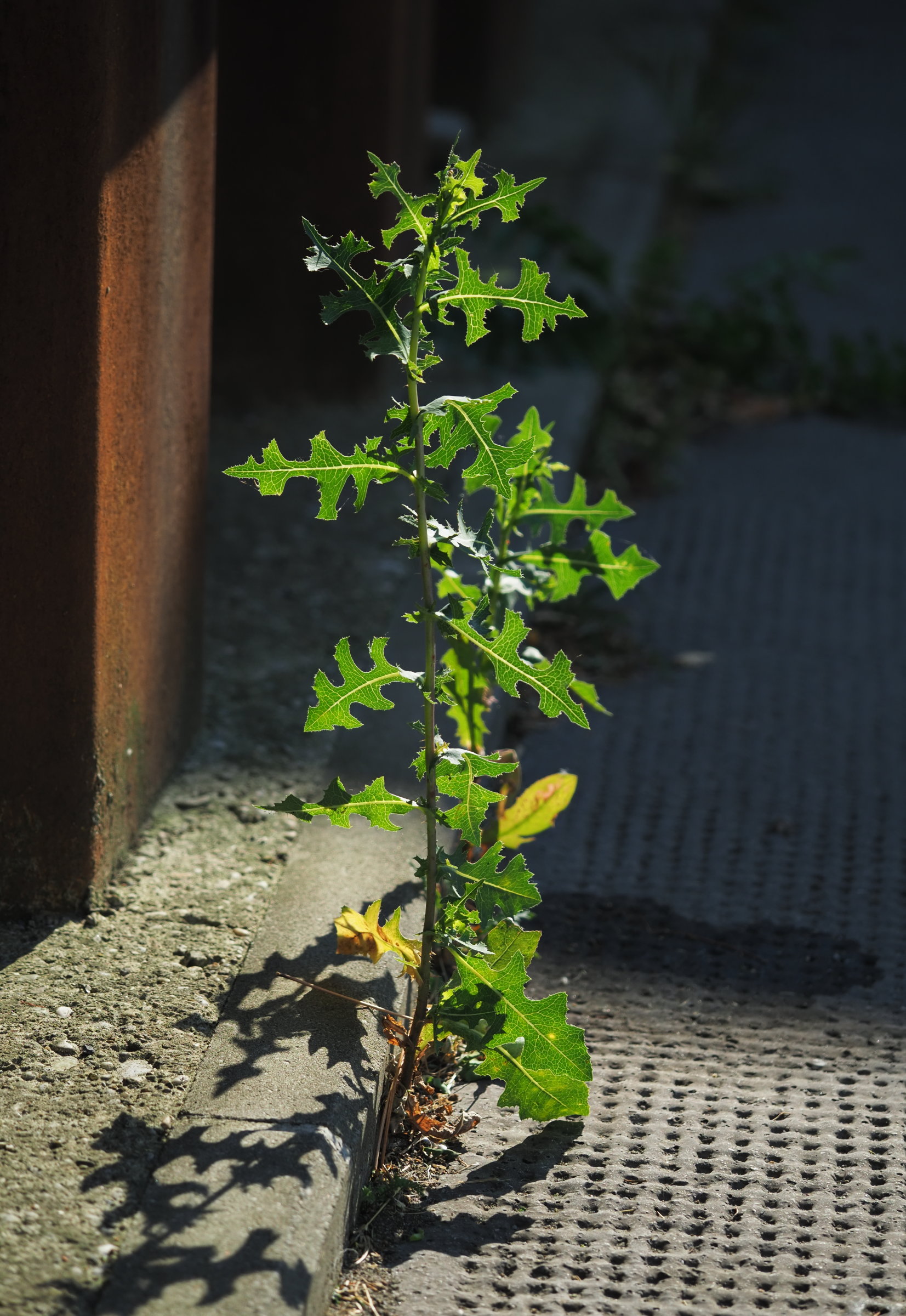 20210707_0009_P7070009klein (2).jpg