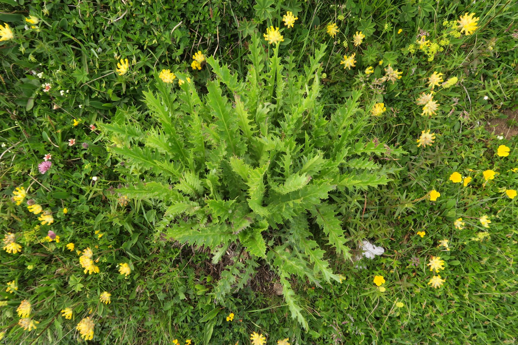 Cirsium) ssp., Rax Wiesenstreifen Str.Ri Ottohaus begleitend 07.07.2021 C5X (3).JPG