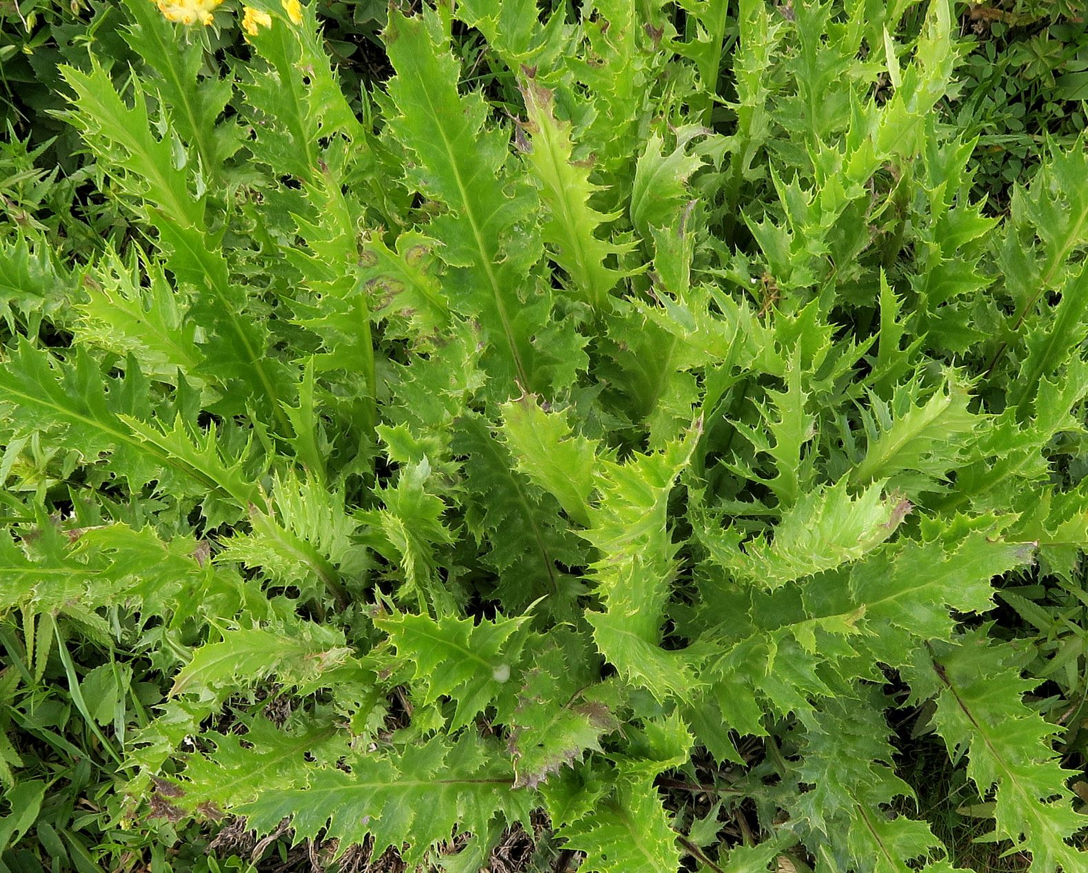 Cirsium) ssp., Rax Wiesenstreifen Str.Ri Ottohaus begleitend 07.07.2021 C5X (2).JPG