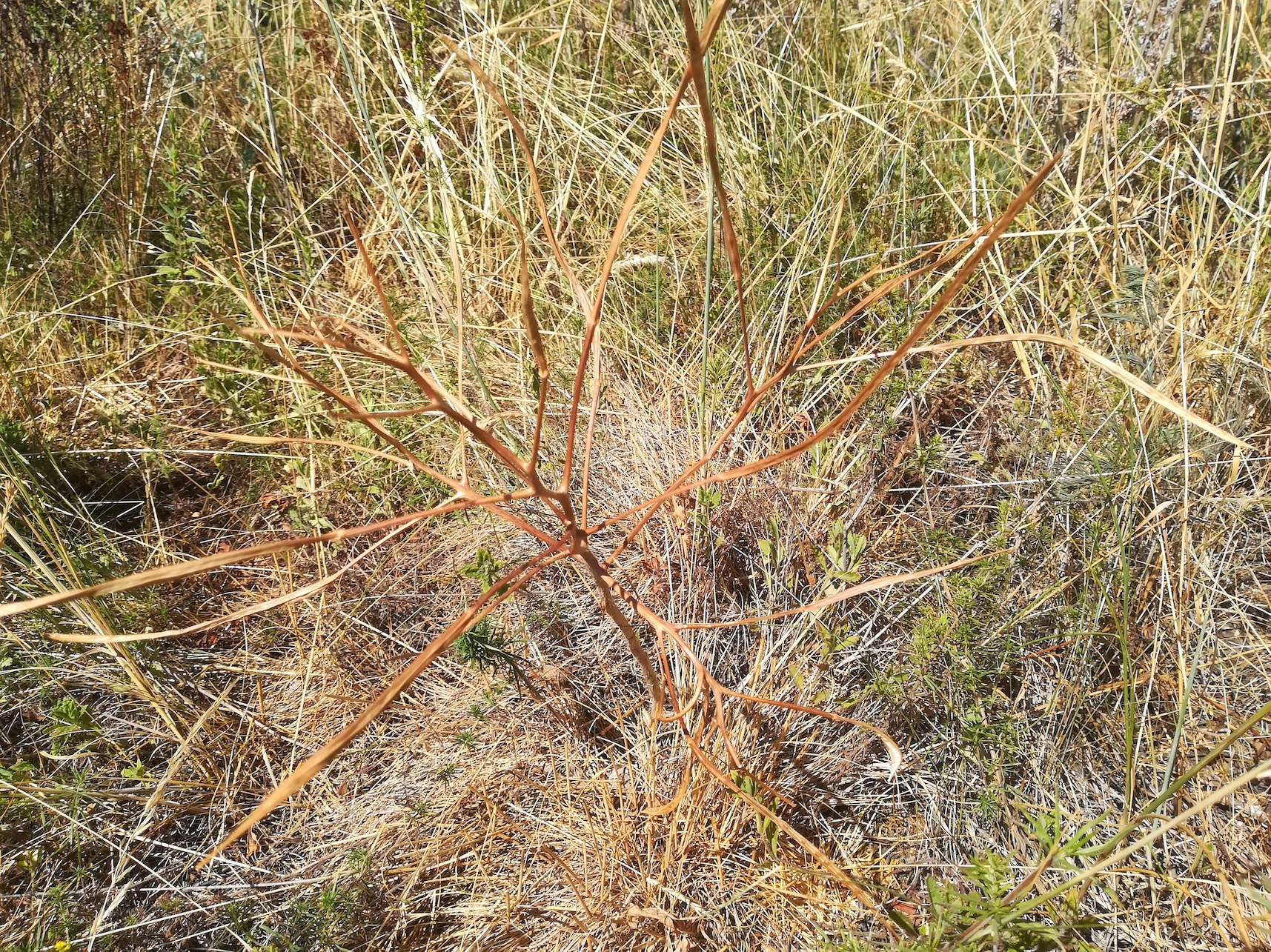 erysimum repandum bei ND trockenrasen rotenbergen_20210716_103935.jpg