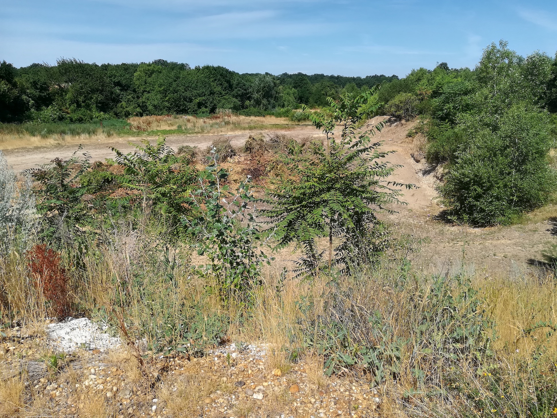 zugang ND trockenrasen rotenbergen_20210716_102055.jpg