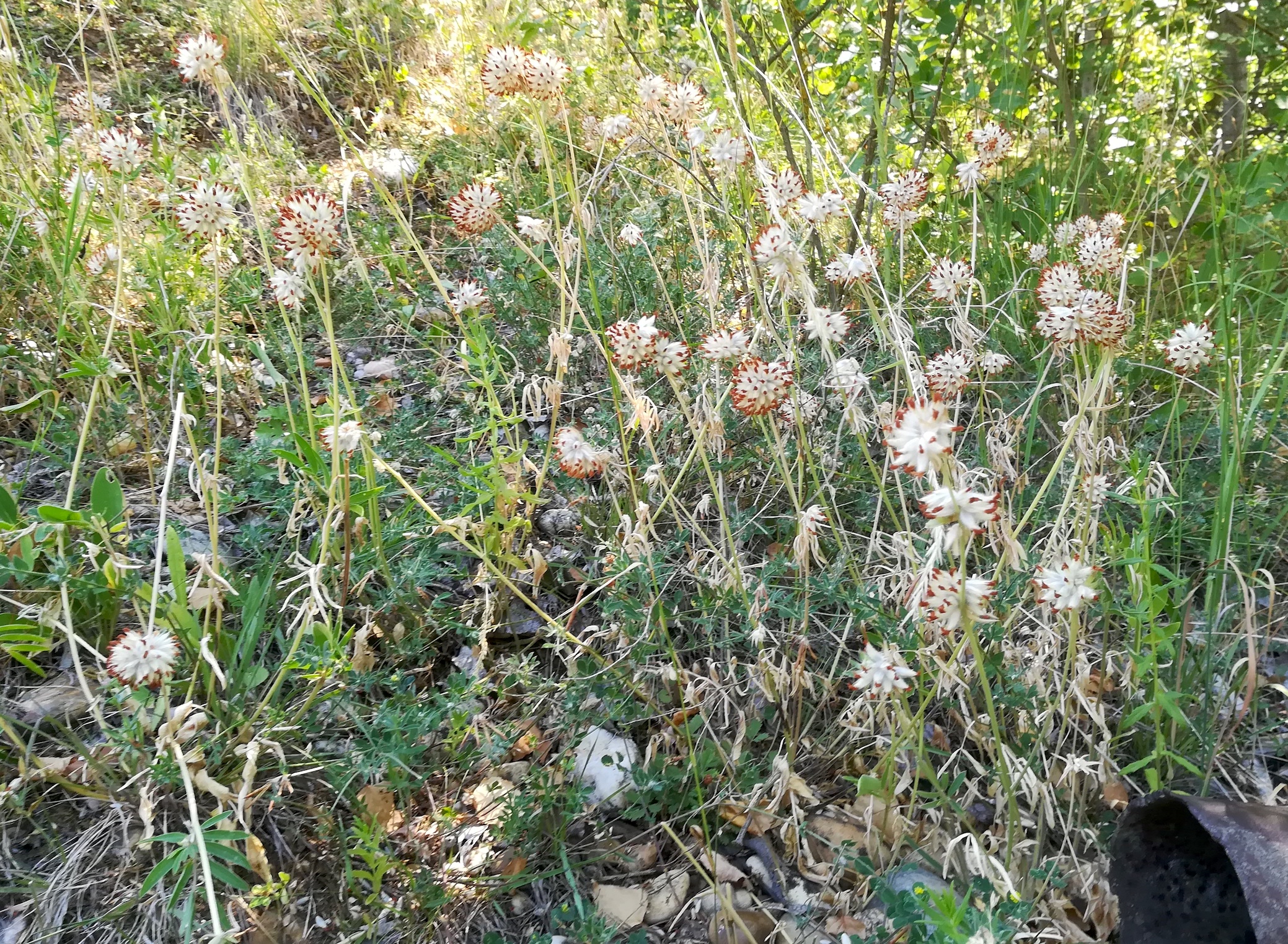 anthyllis vulneraria subsp. polyphylla ND trockenrasen rotenbergen_20210716_105445.jpg