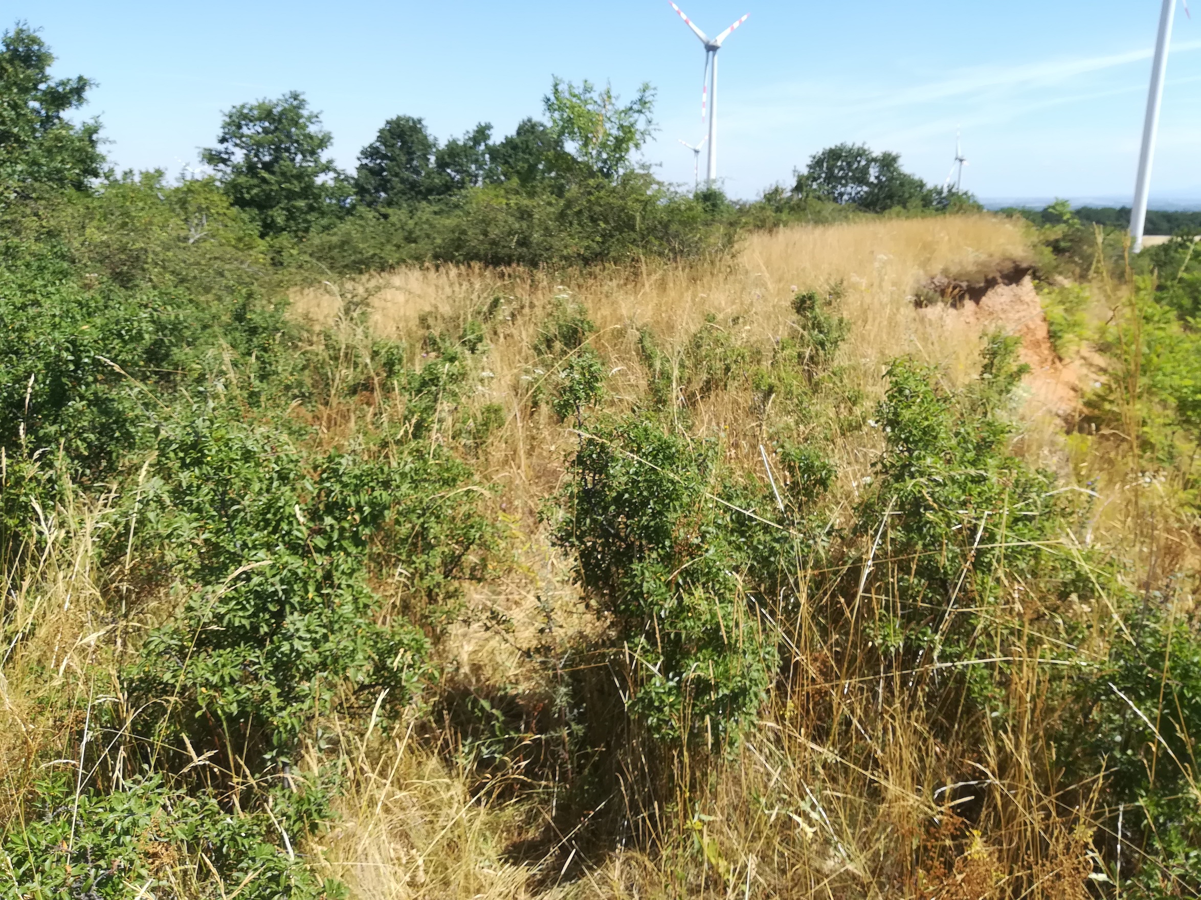 prunus spinosa ND trockenrasen rotenbergen_20210716_110620.jpg