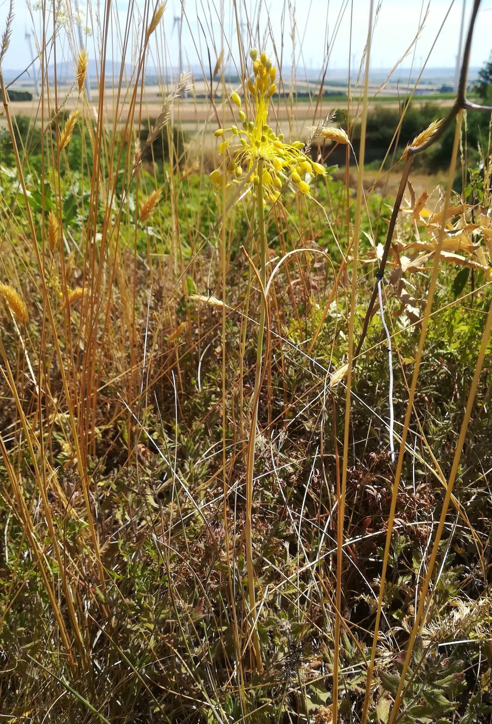 allium flavum ND trockenrasen rotenbergen_20210716_110832.jpg