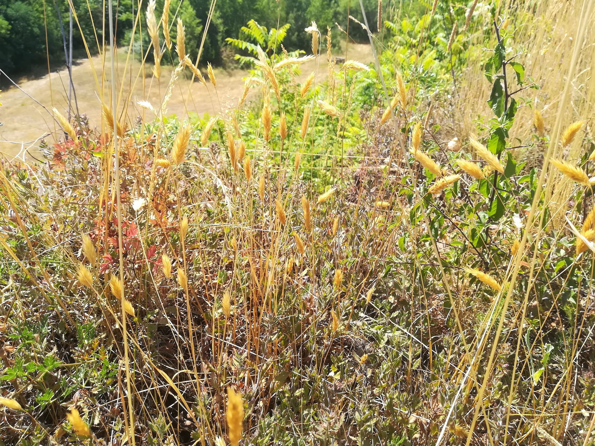 cf. anthoxanthum odoratum ND trockenrasen rotenbergen_20210716_110837.jpg