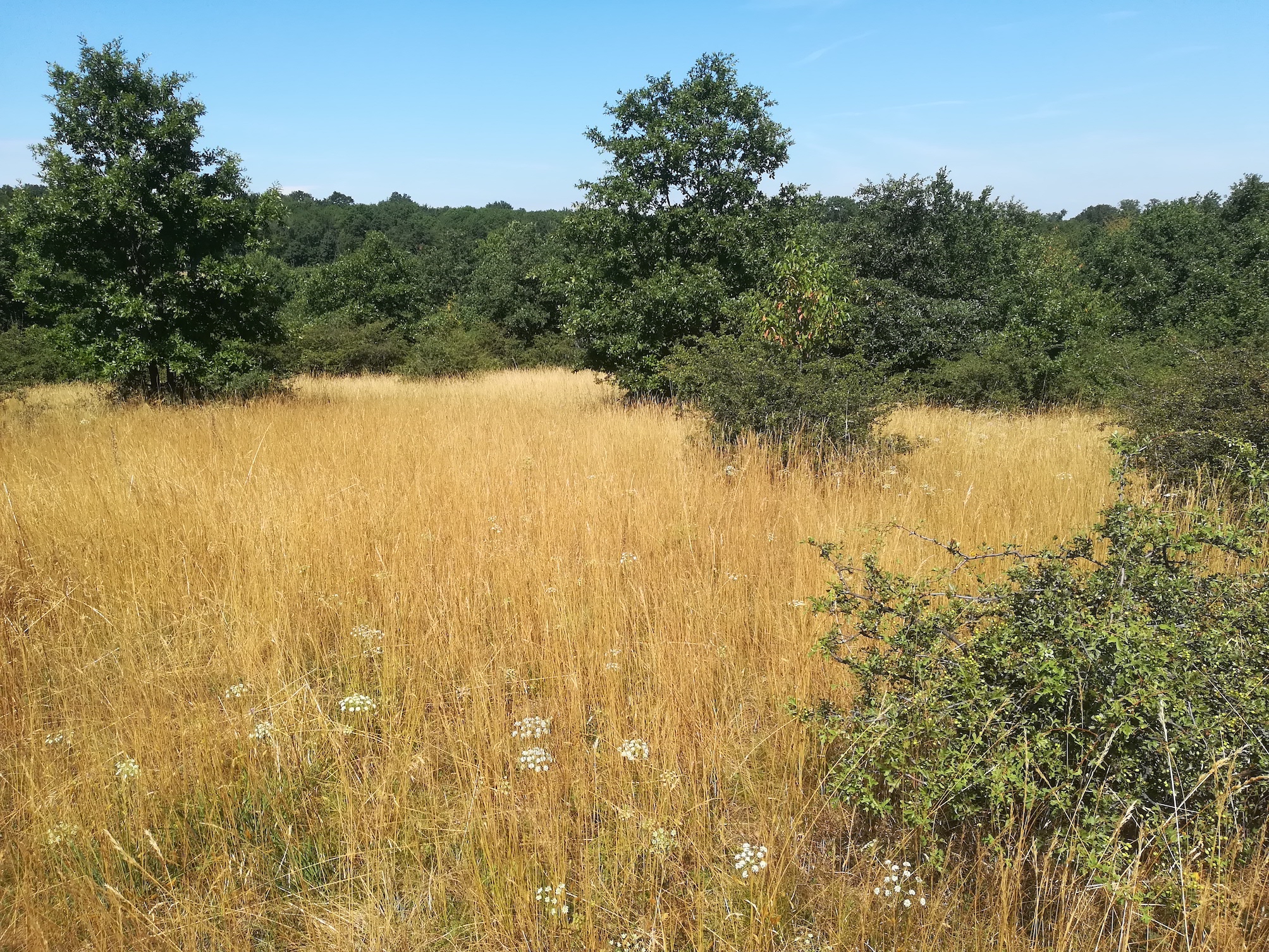 zentraler bereich ND trockenrasen rotenbergen_20210716_111050.jpg