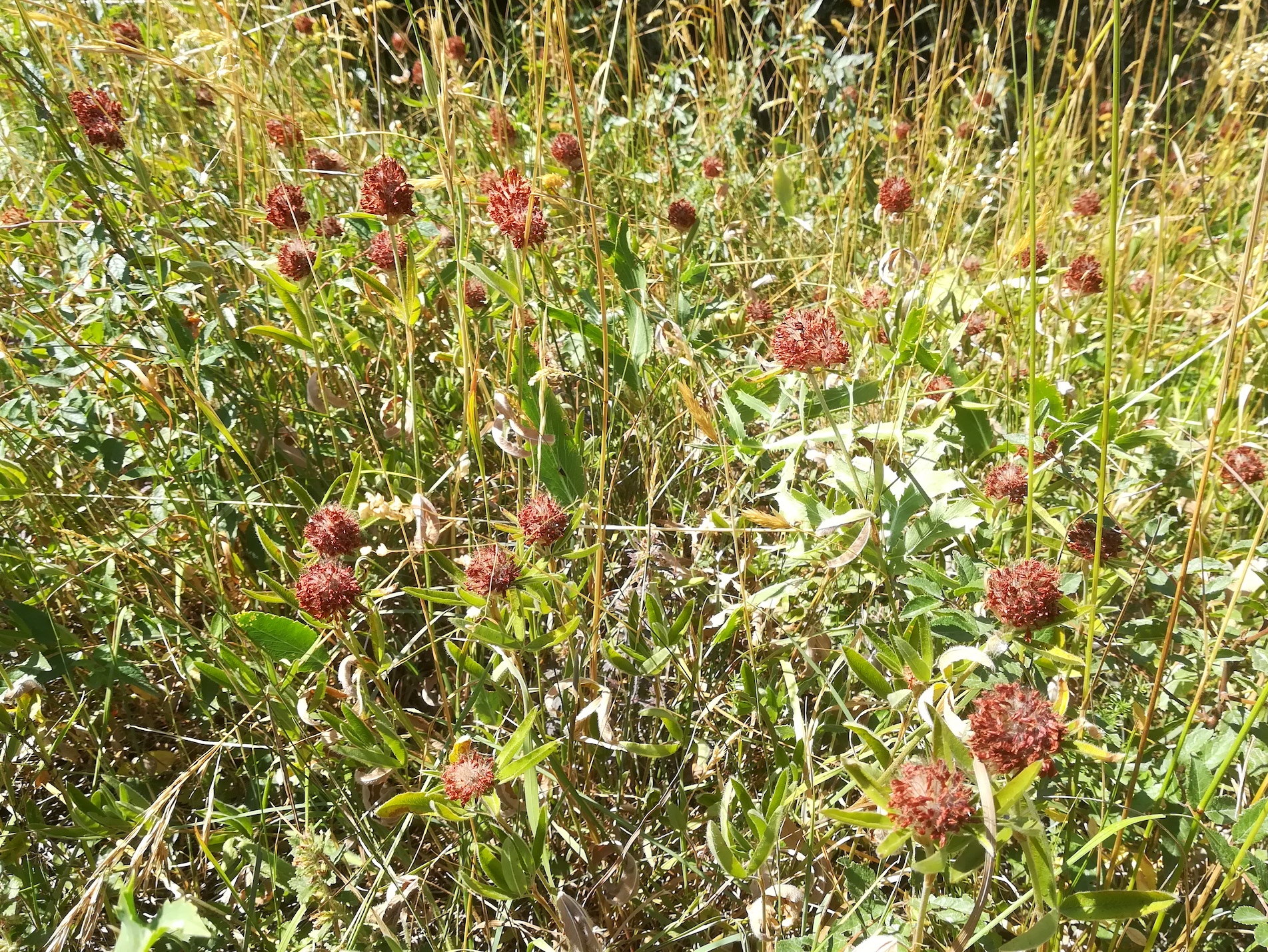trifolium alpestre ND trockenrasen rotenbergen_20210716_111626.jpg