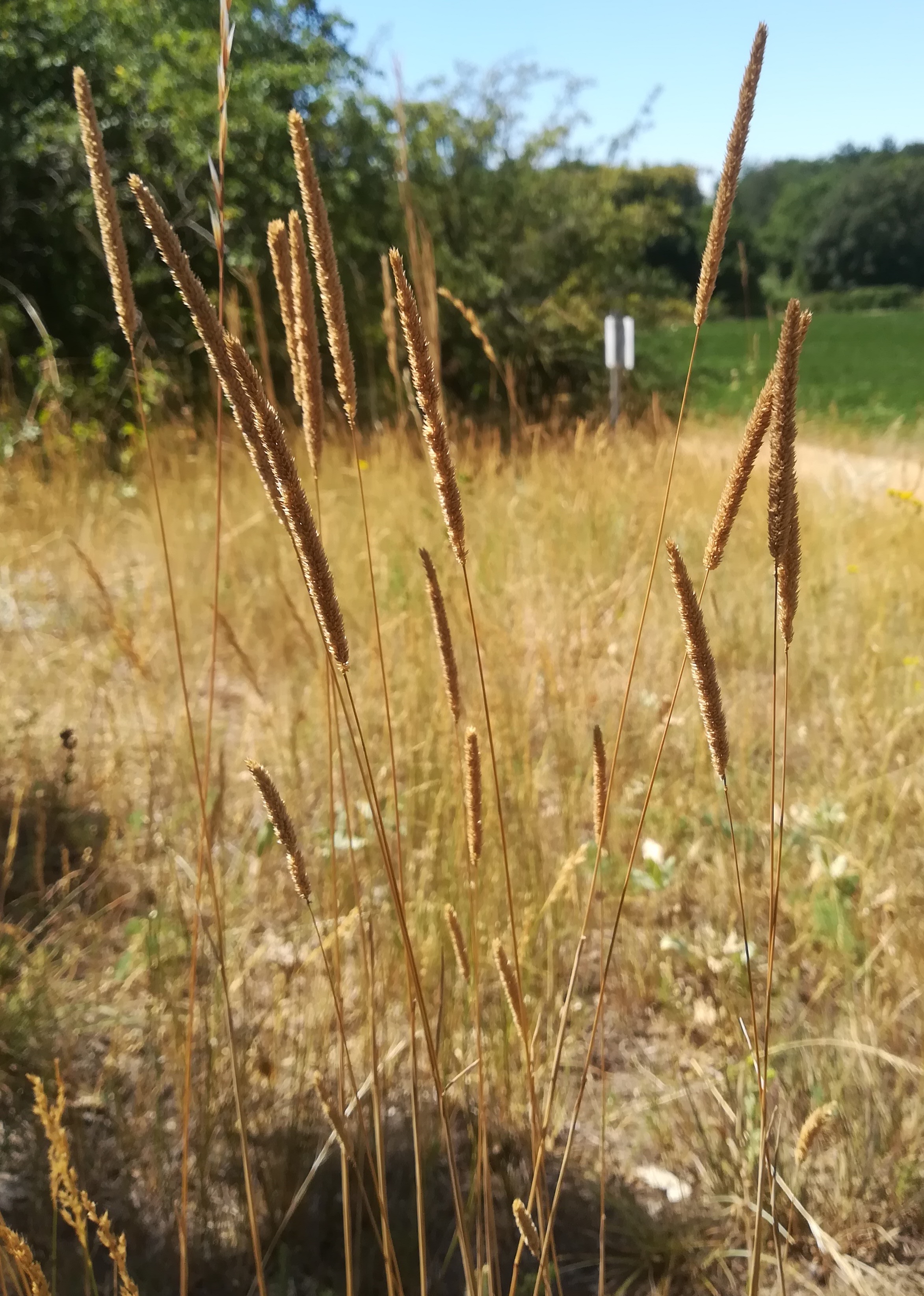 phleum phleoides ND trockenrasen rotenbergen_20210716_114402.jpg