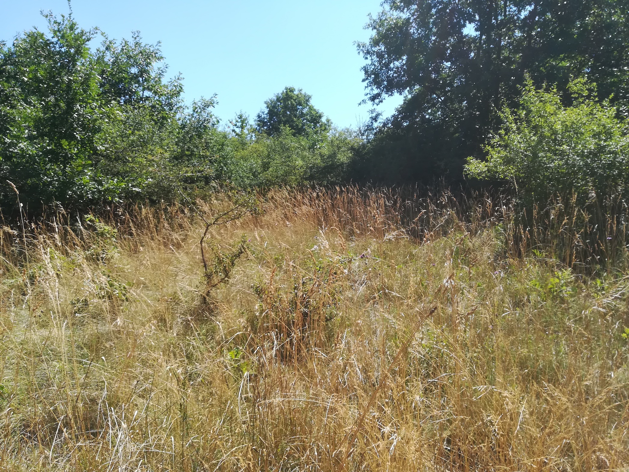 lichtung nördlicher teil ND trockenrasen rotenbergen_20210716_112242.jpg