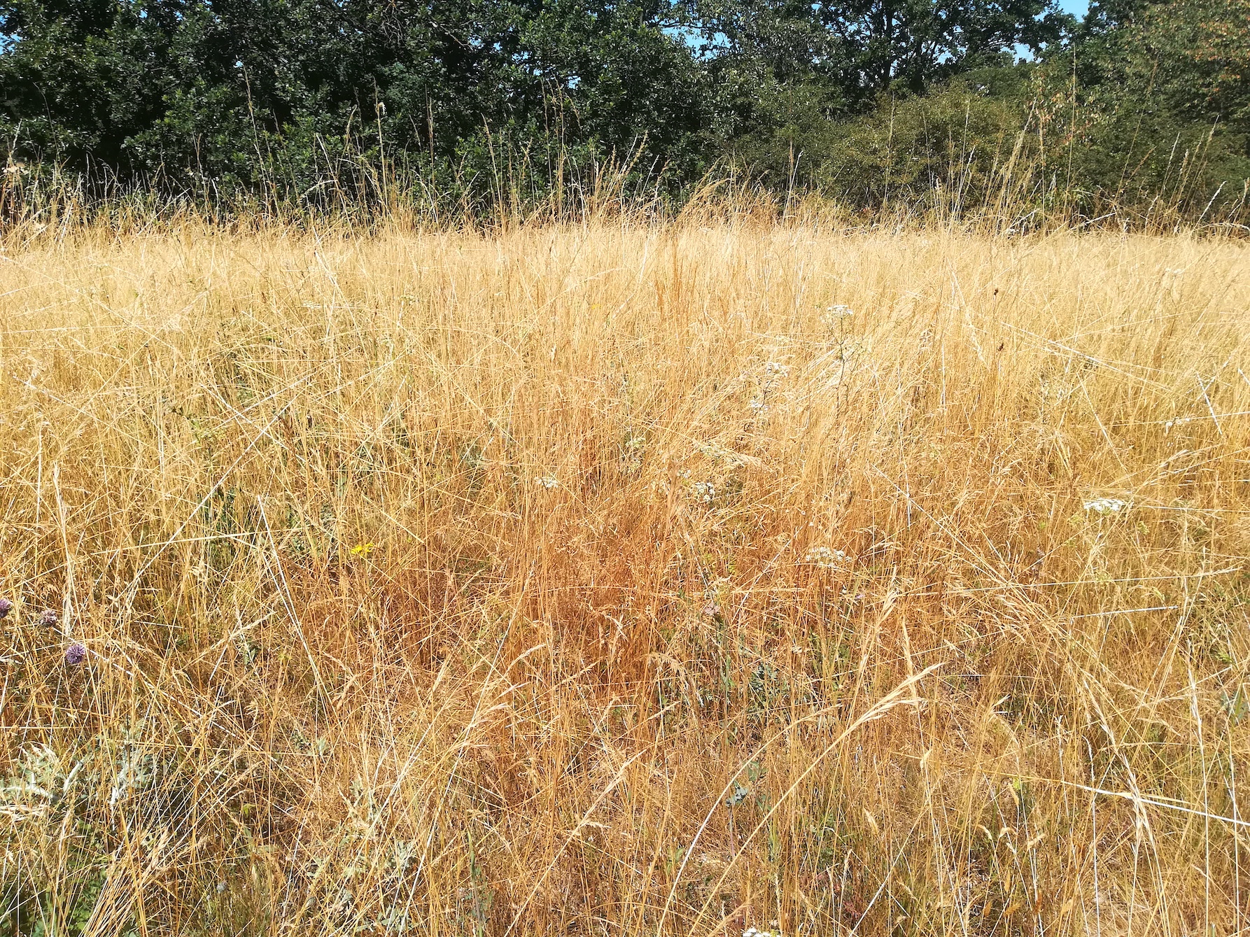 nördlicher teil ND trockenrasen rotenbergen_20210716_111900.jpg