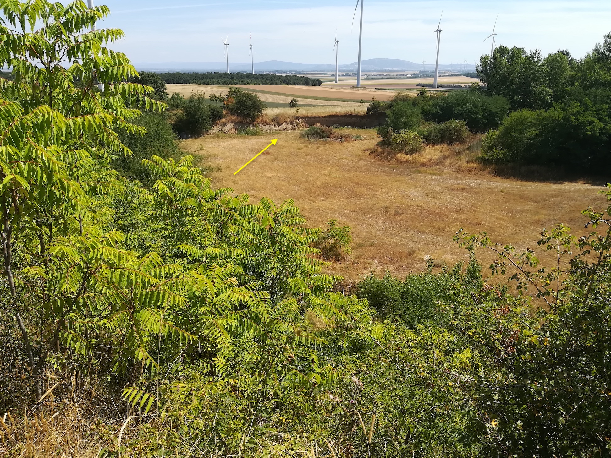 bienenfresser brutkolonie ND trockenrasen rotenbergen_20210716_110434.jpg