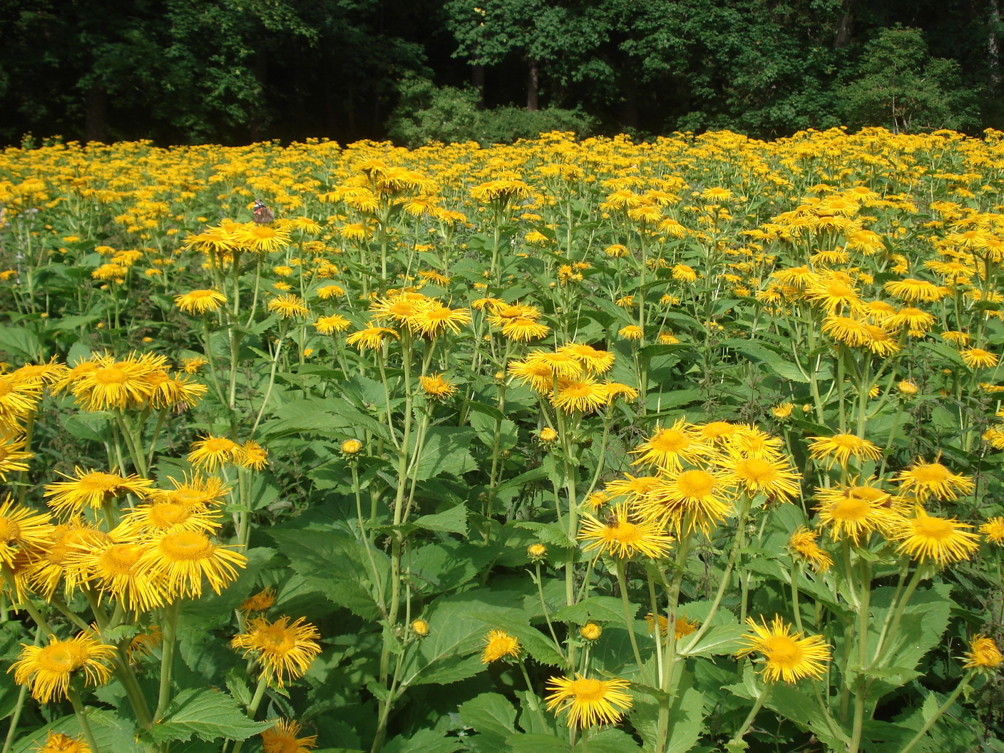 Telekia.speciosa.St-Gössgraben.17.Juli.21.JPG