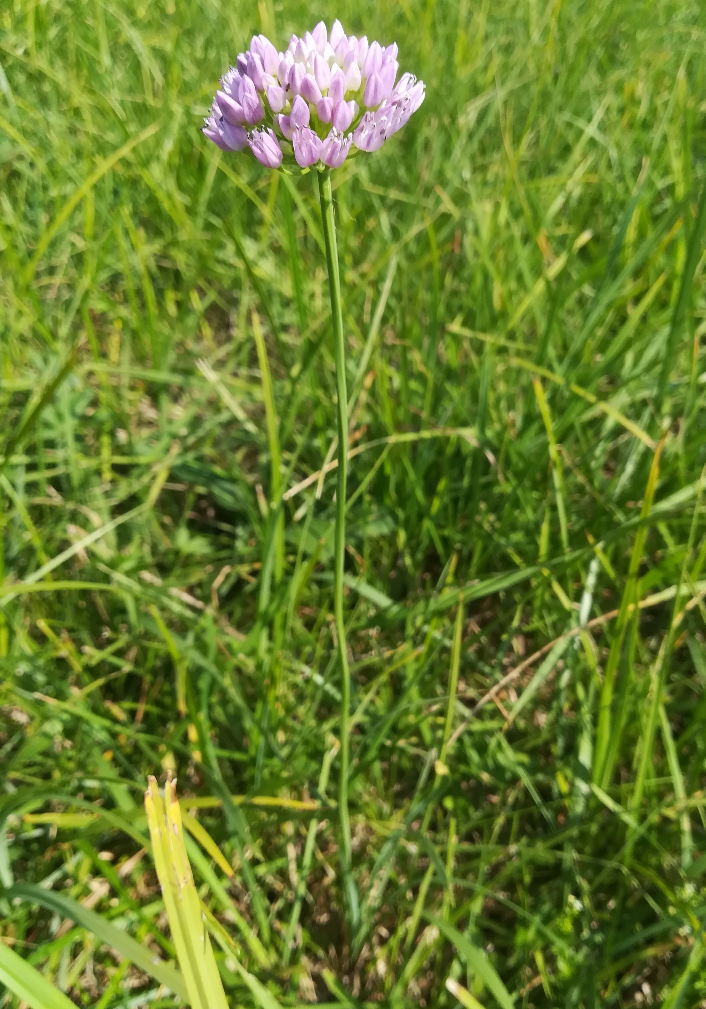 allium angulosum wiese SE sarasdorf S weißes kreuz_20210723_105047.jpg