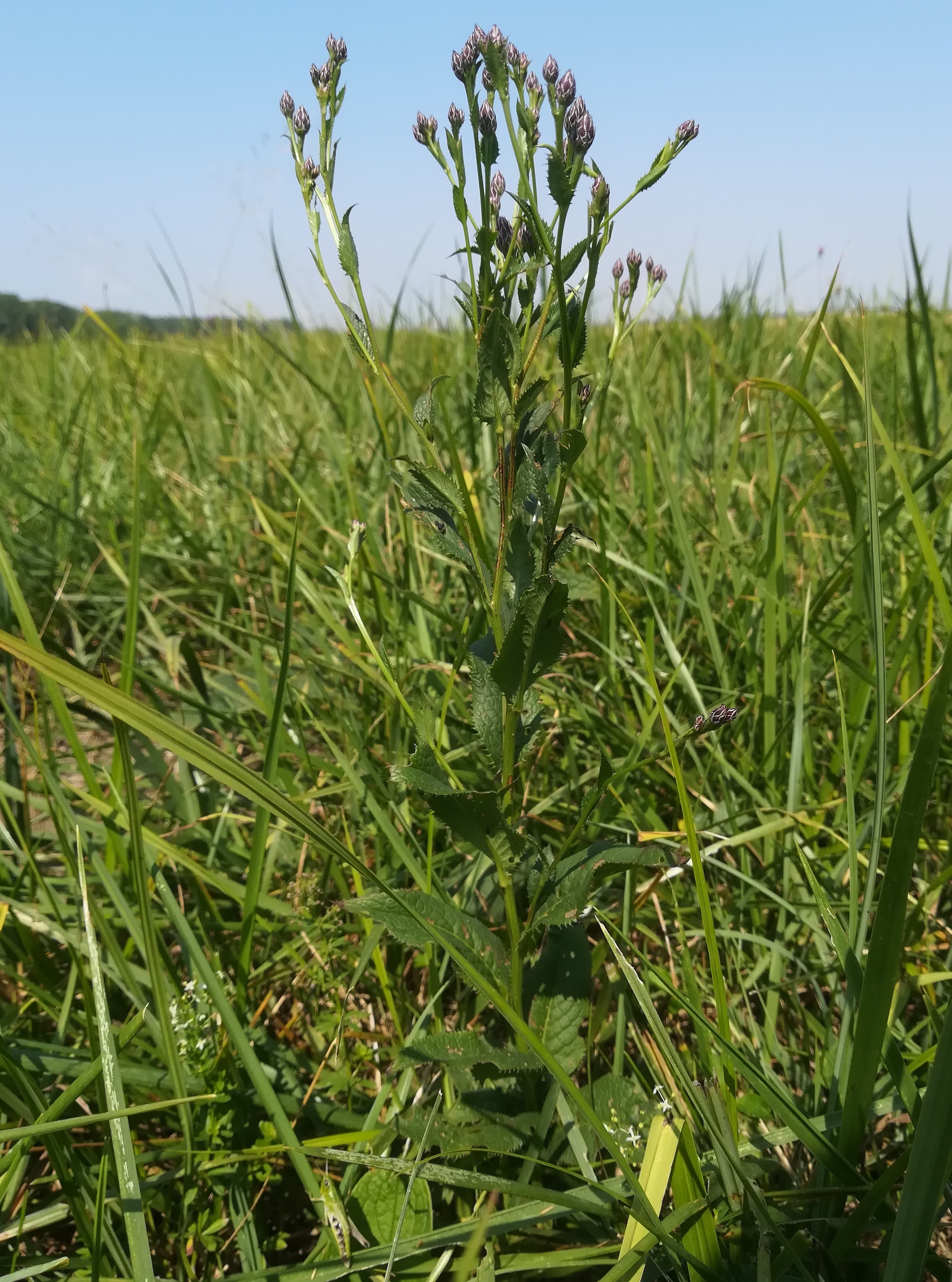 serratula tinctoria wiese SE sarasdorf S weißes kreuz_20210723_104653.jpg