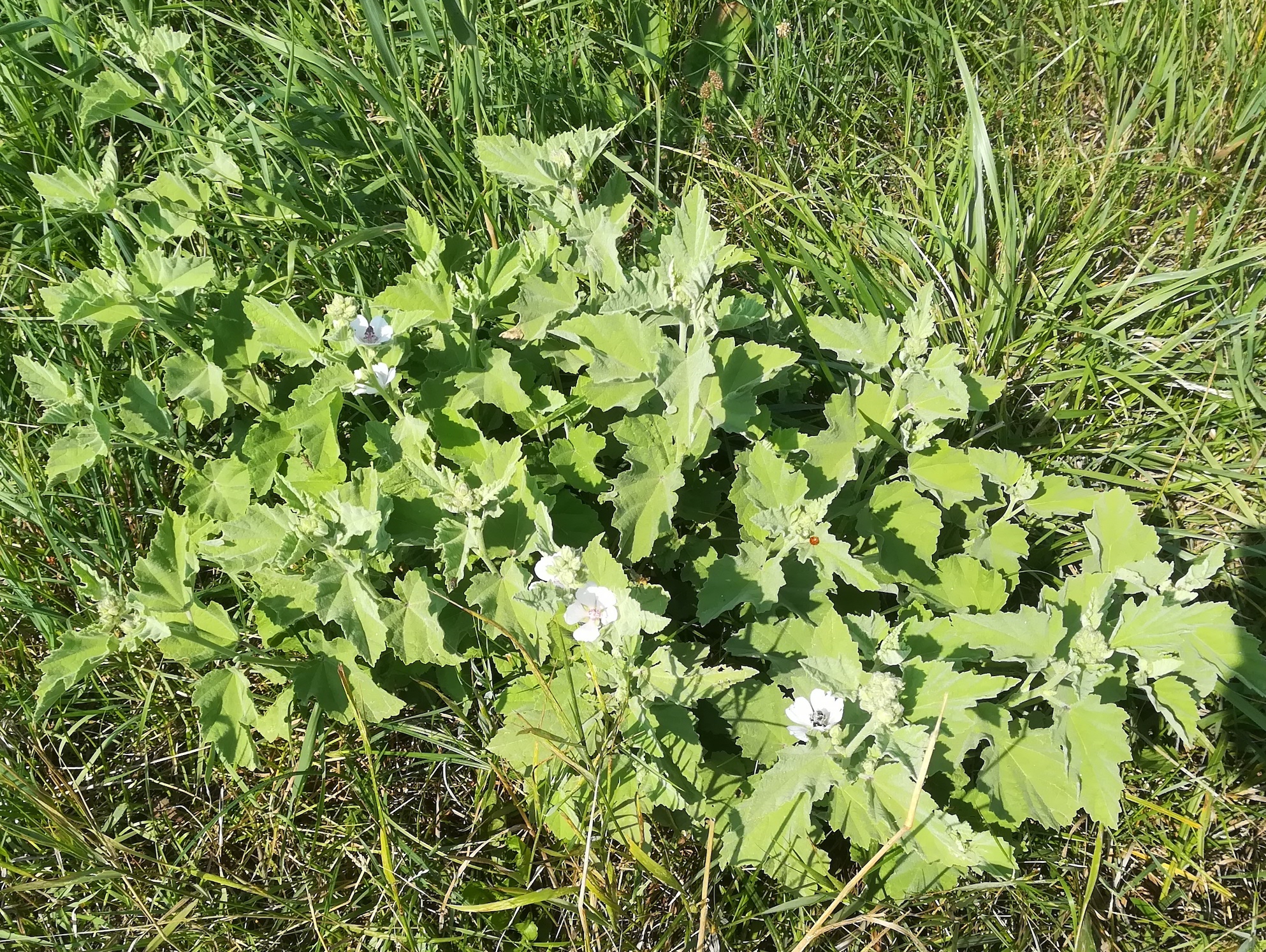 althea cf. officinalis wiese SE sarasdorf S weißes kreuz_20210723_103215.jpg