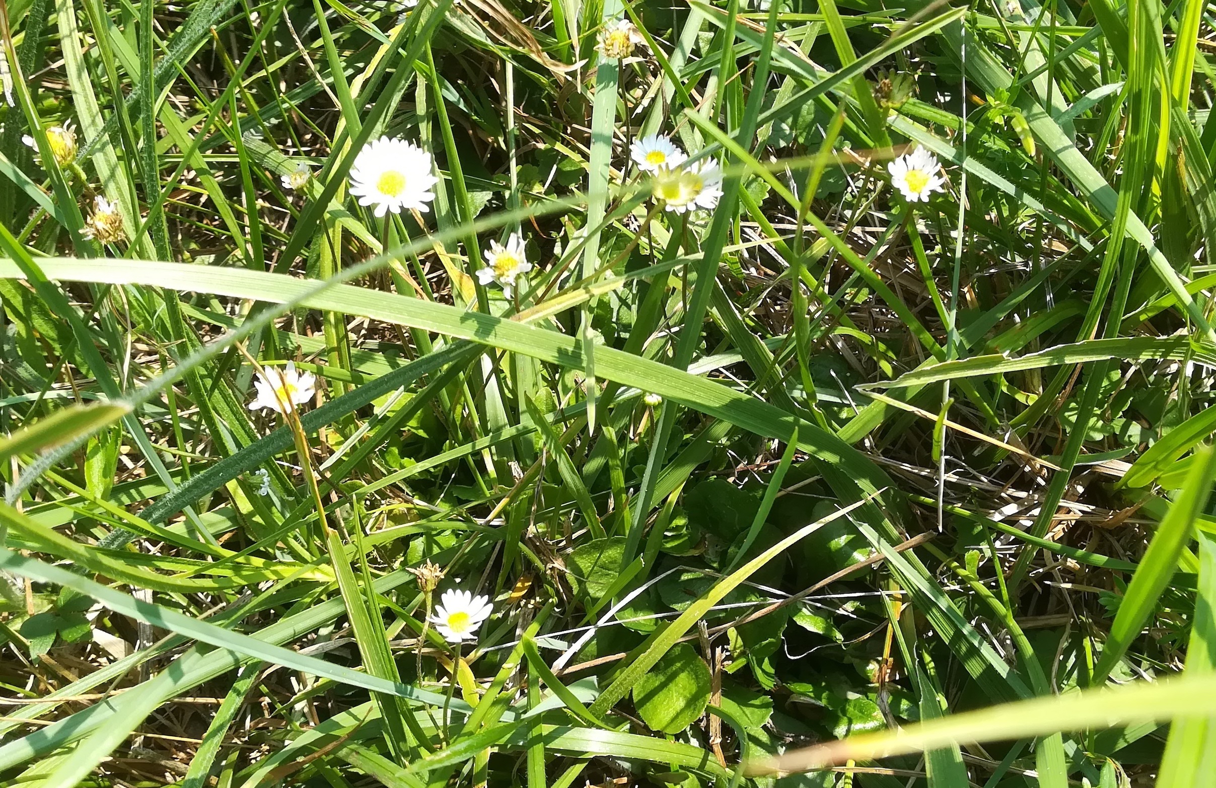 bellis perennis wiese SE sarasdorf S weißes kreuz_20210723_110728.jpg