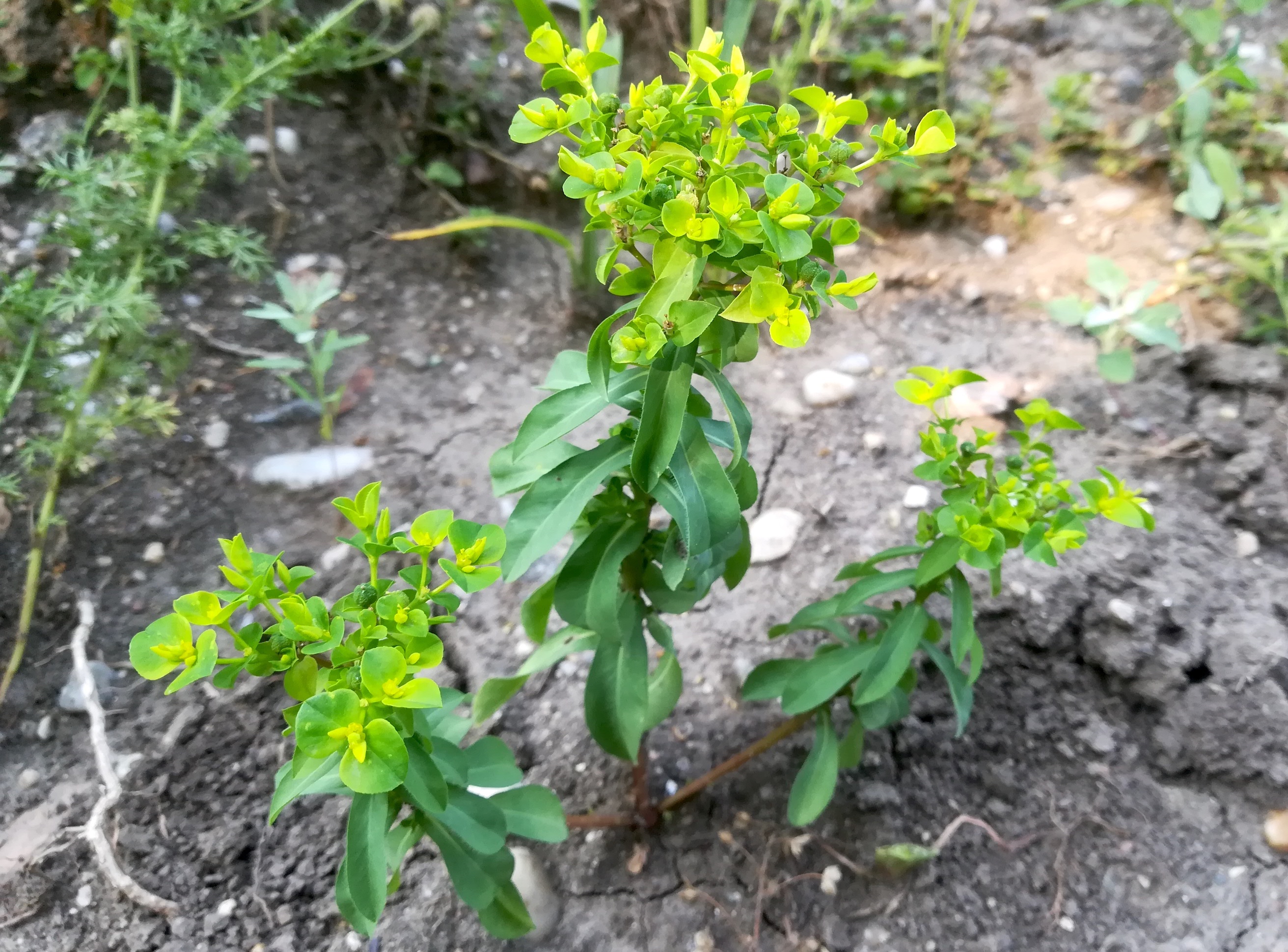 euphorbia platyphyllos acker W friedhof wilfleinsdorf S weißes kreuz_20210723_094658.jpg