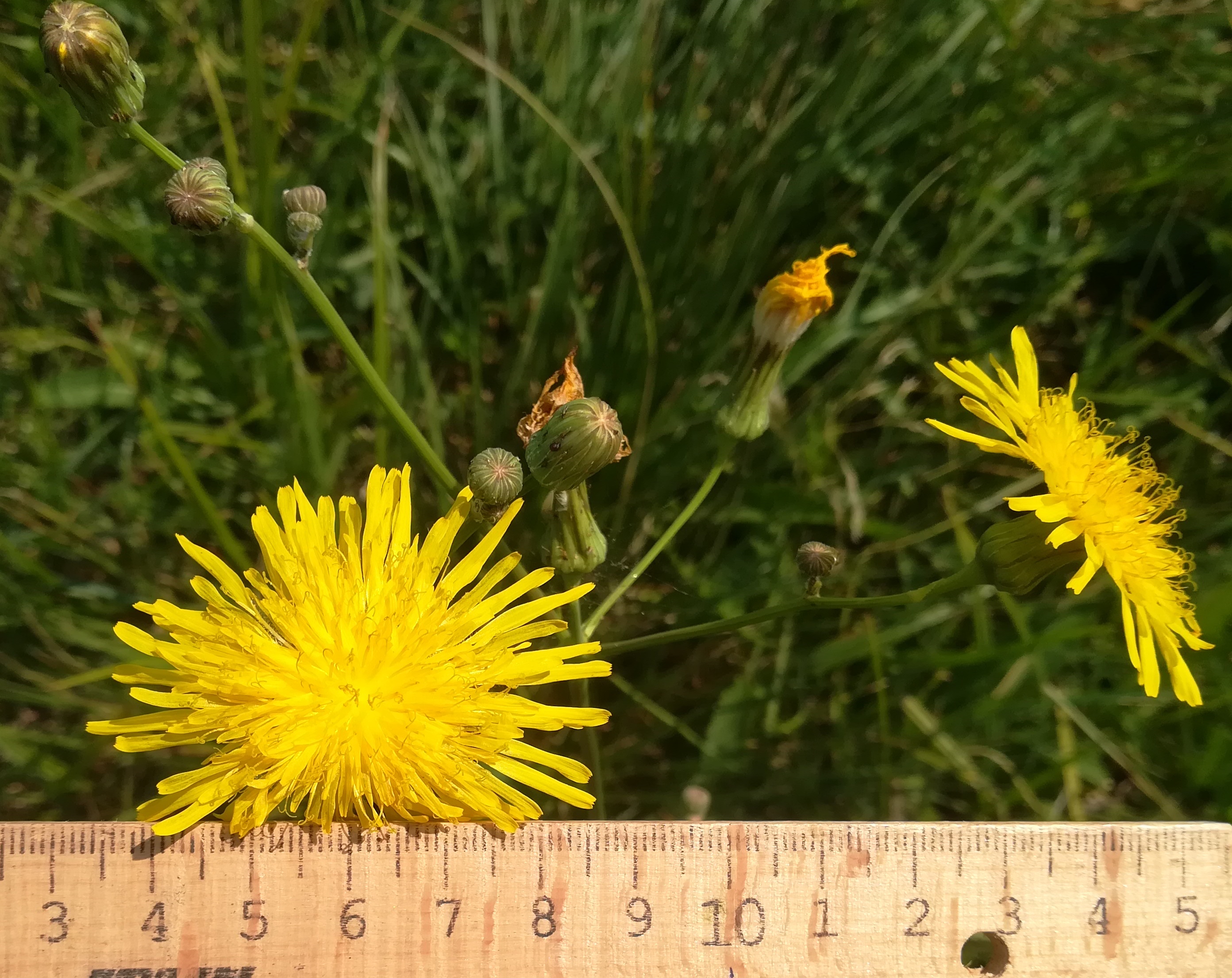 sonchus arvensis subsp. uliginosus wiese SE sarasdorf S weißes kreuz_20210723_110226.jpg