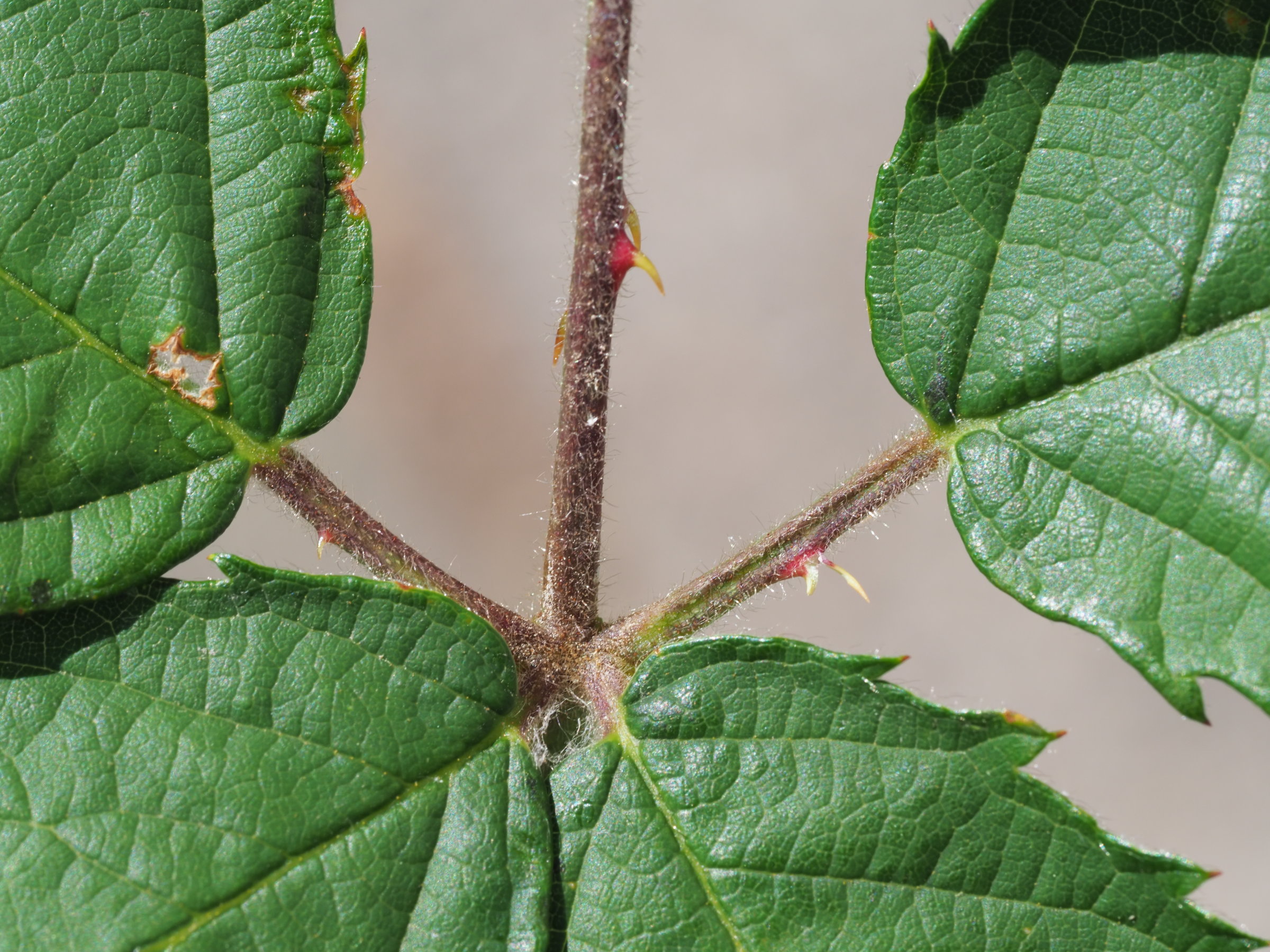 20210710_0068_P7100068klein cf armeniacum.jpg