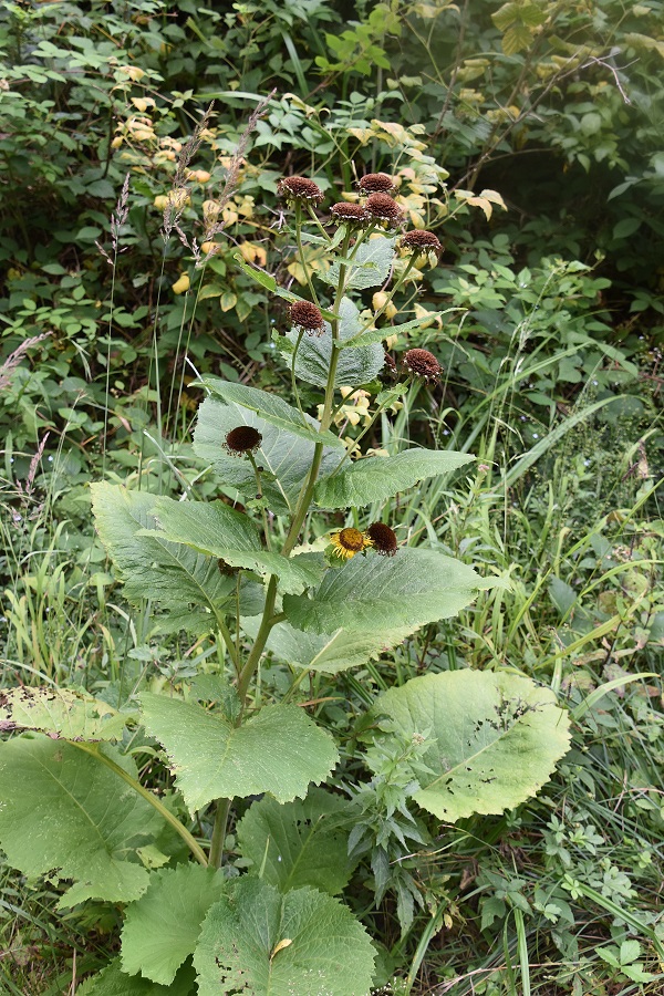 Bft - Grafenberg - 31072021 - (23) - Telekia speciosa.JPG