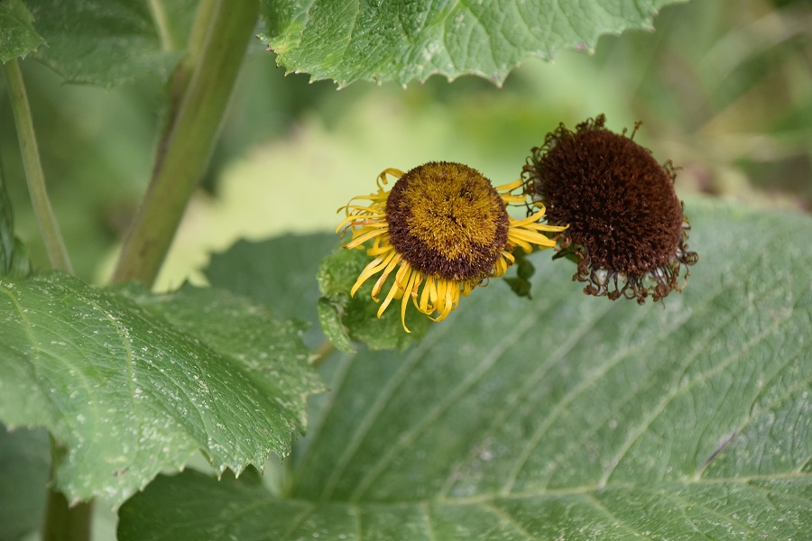 Bft - Grafenberg - 31072021 - (24) - Telekia speciosa.JPG