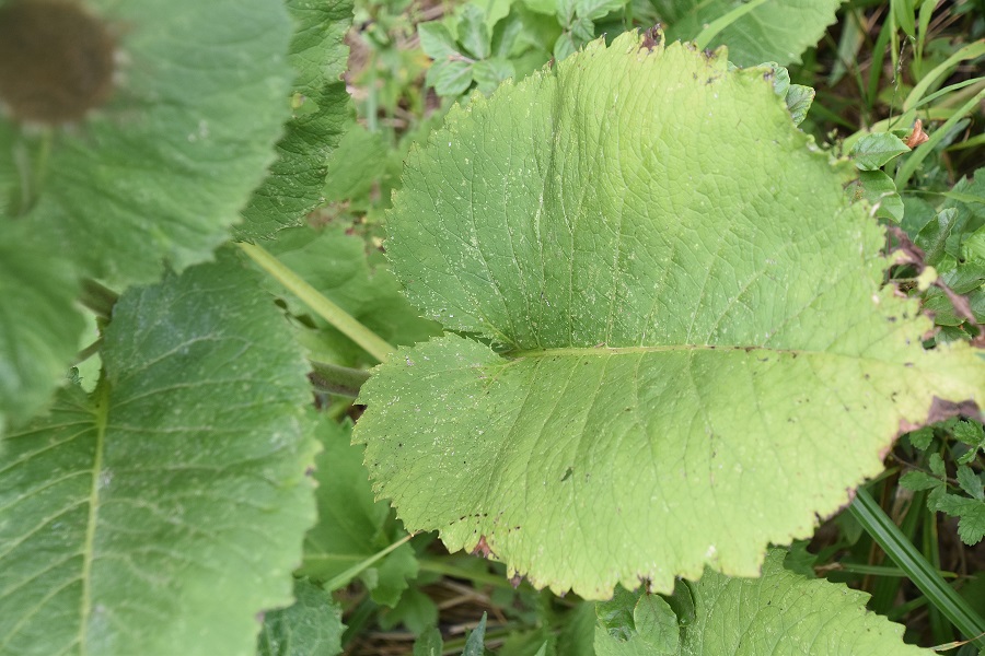 Bft - Grafenberg - 31072021 - (25) - Telekia speciosa.JPG