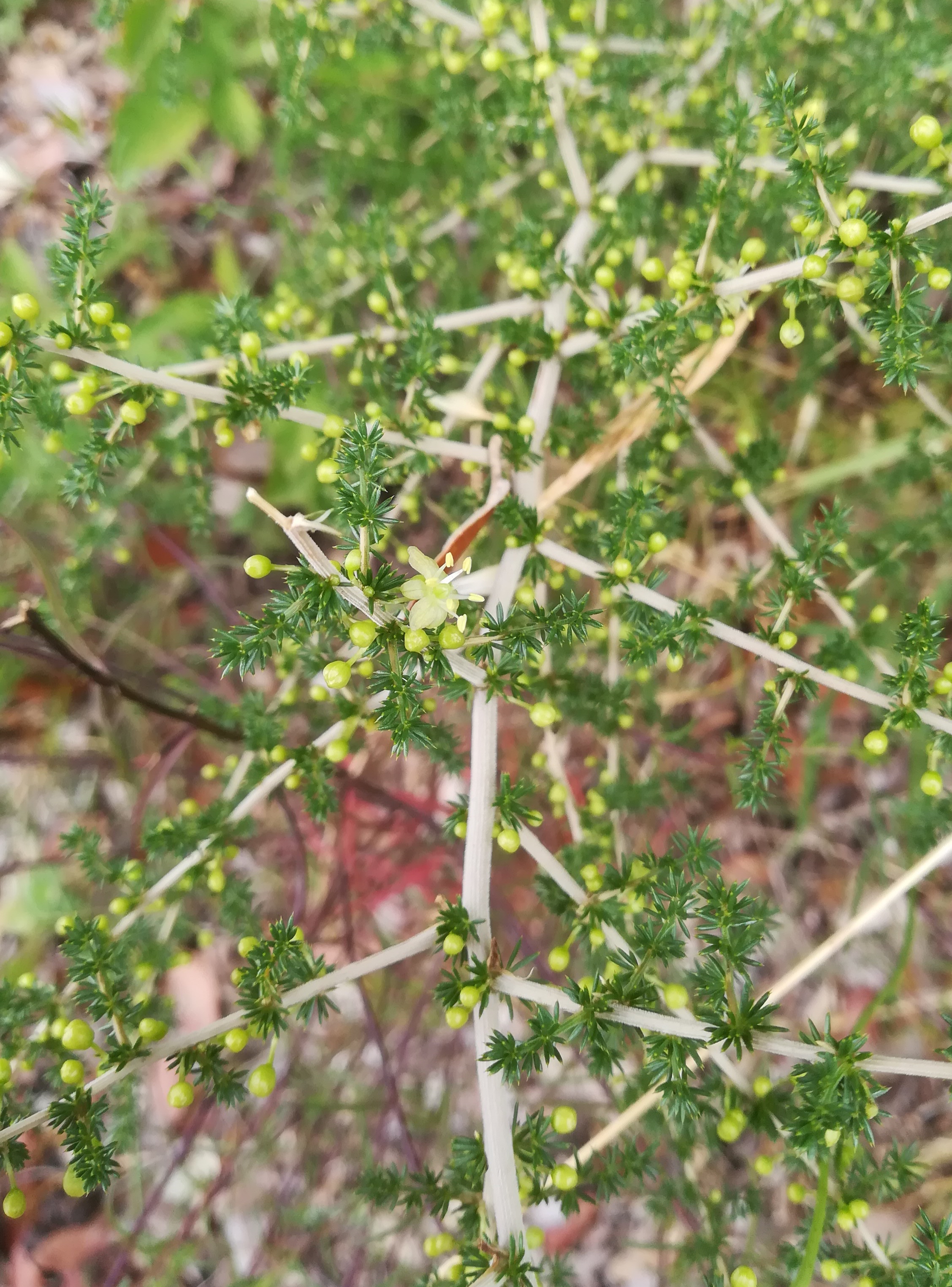 asparagus acutifolis mont d'aspremont nizza riviera seealpen mediterran frankreich_20210805_095802.jpg