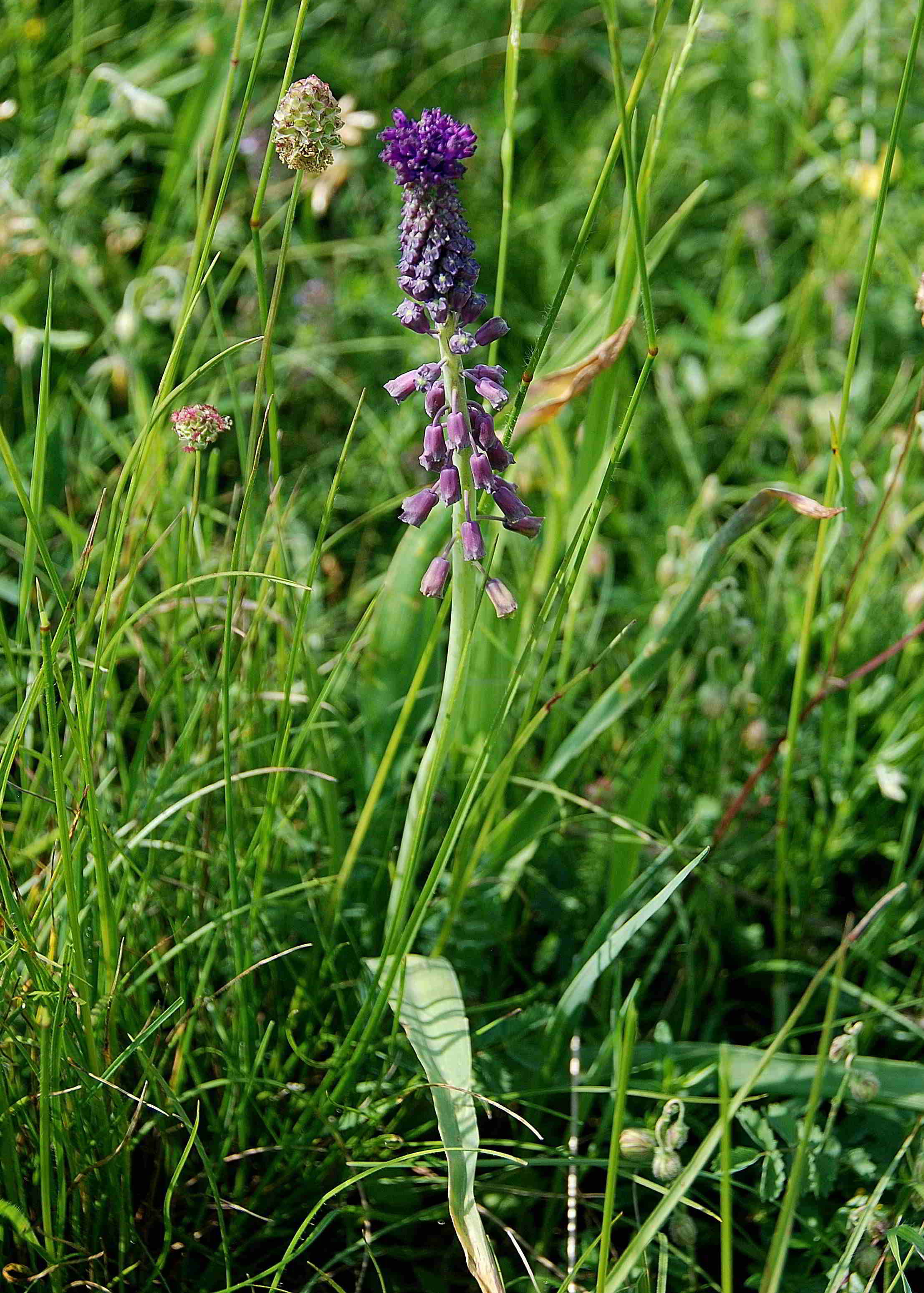 Perchtoldsdorfer Heide_05062016_(61)-Muscari-unklar.JPG