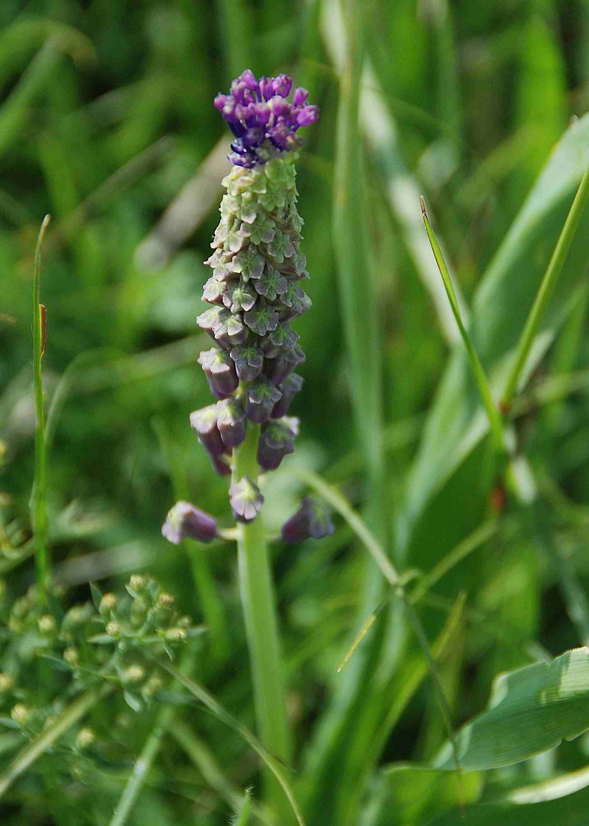 Perchtoldsdorfer Heide_05062016_(62)-Muscari-unklar.JPG