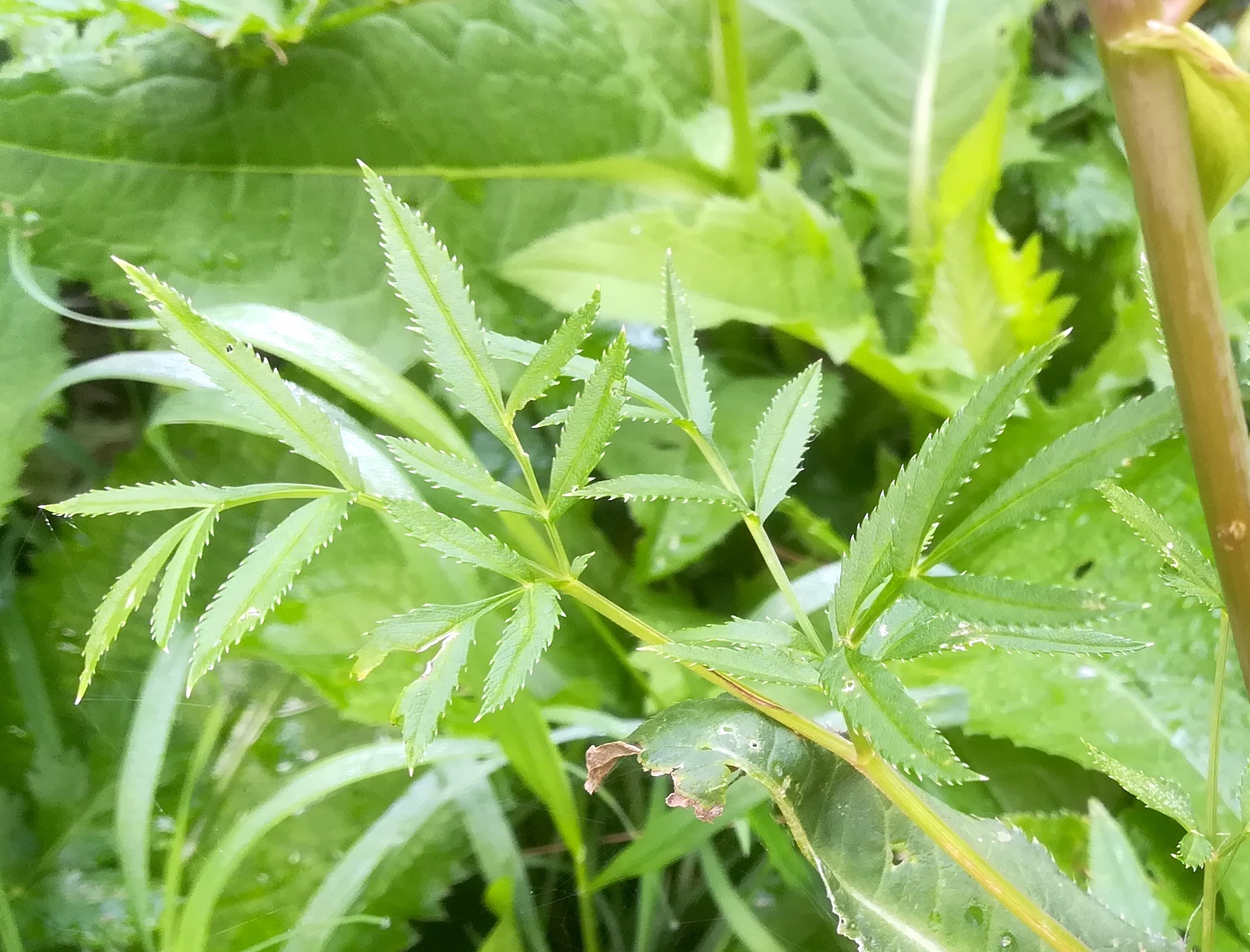 angelica sylvestris wasserleitungsweg höllental hirschwang_20210904_120742.jpg