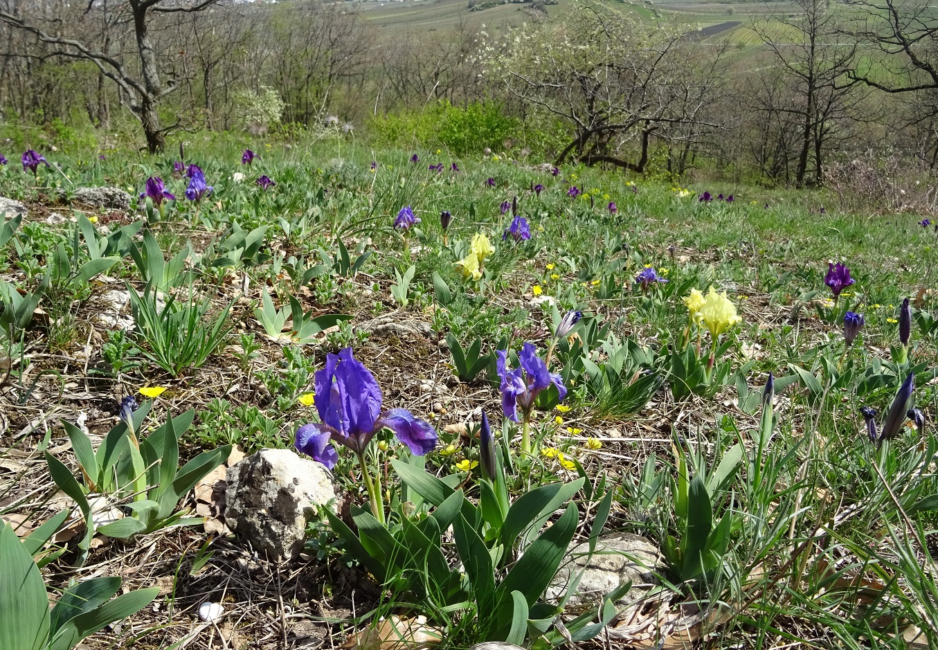 04-07-2019  Iris pumilla DSC09494.jpg