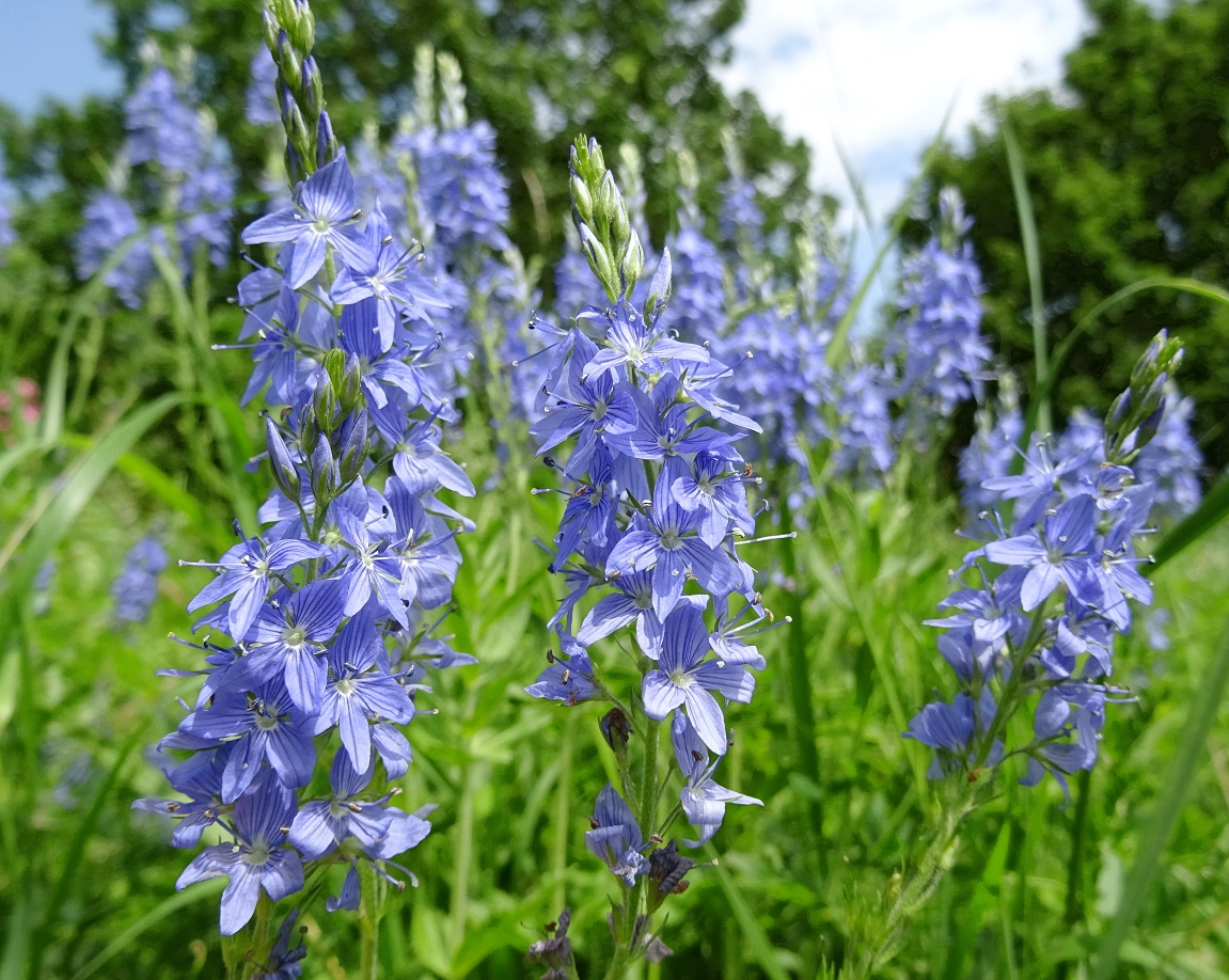 06-12-2019 Veronica austriaca DSC06209.jpg