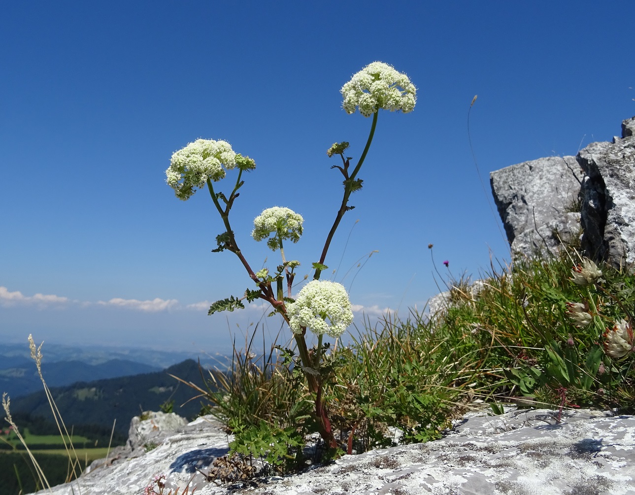 07-20-2018  Angelica sylvestris subsp. sylvestris.jpg