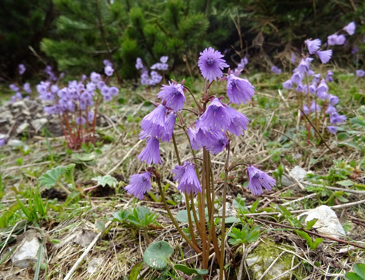 06-07-2019 Soldanella alpina.jpg