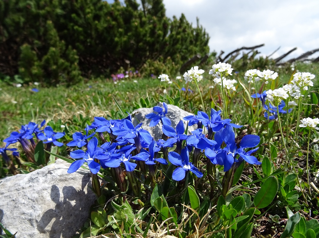 06-11-2019 DSC05487 Gentiana verna mit  Thlaspi alpestre.jpg